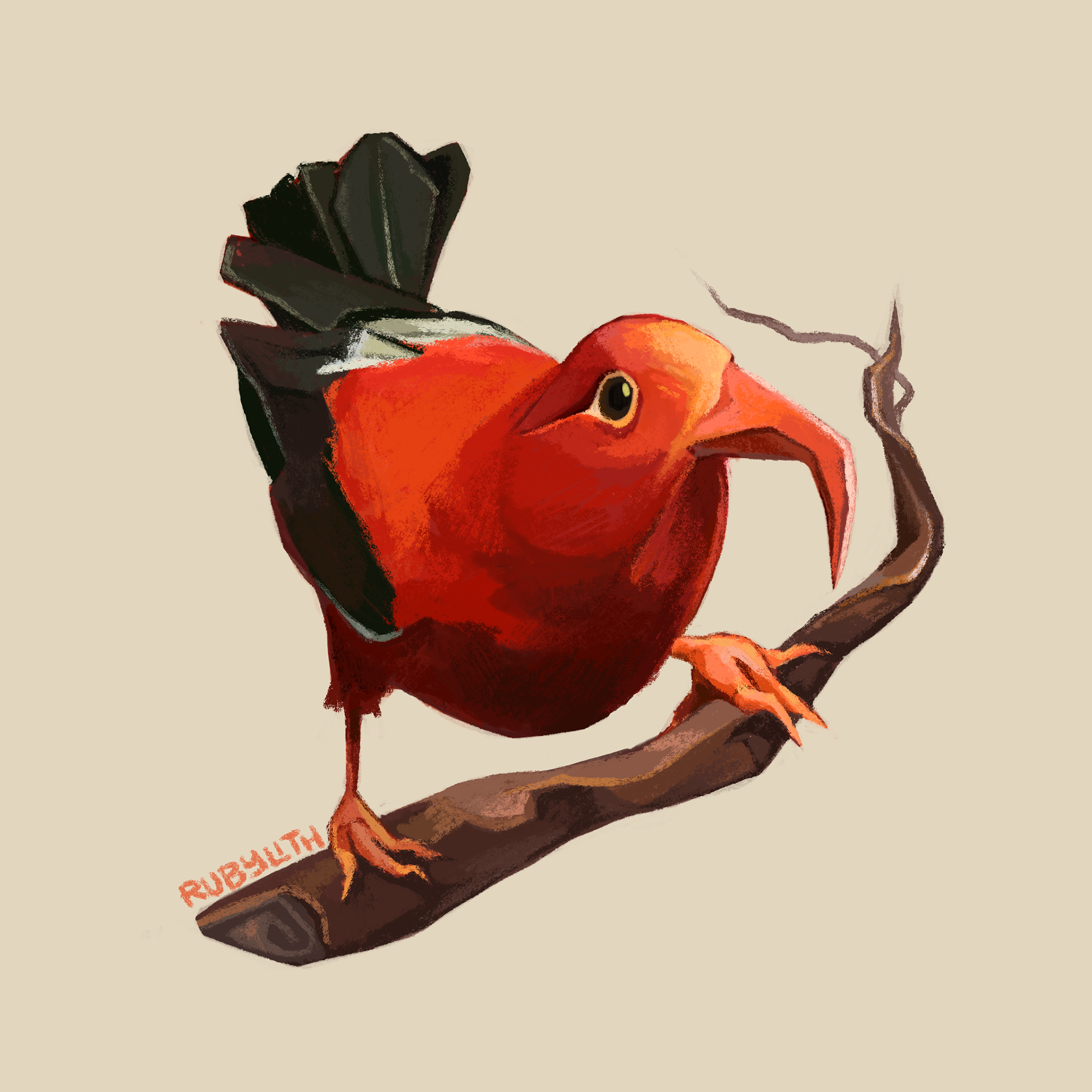 The ʻIʻiwi or scarlet honeycreeeper (Drepanis coccinea) is a distinctive red honeycreeper with a long curved beak. It is a popular symbol of Hawaiʻi. Like many Honeycreepers, their population is highly endangered by a combination of avian malaria, invasive species, and habitat loss: they have lost over 90% of their historic range. 