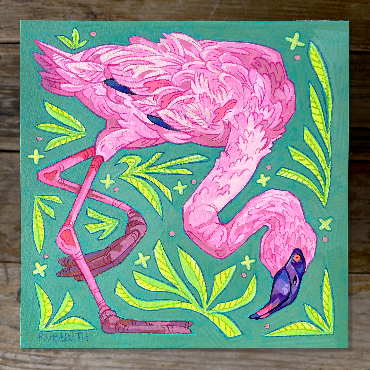 Lesser Flamingo