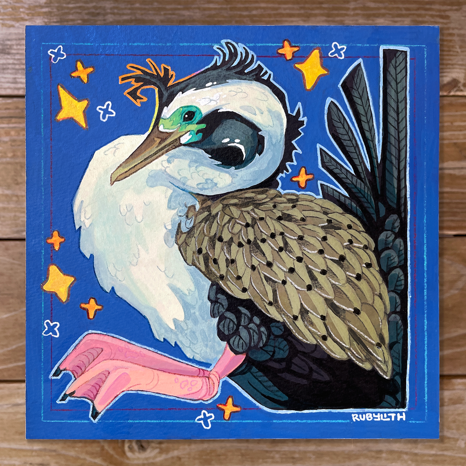 Spotted Shag