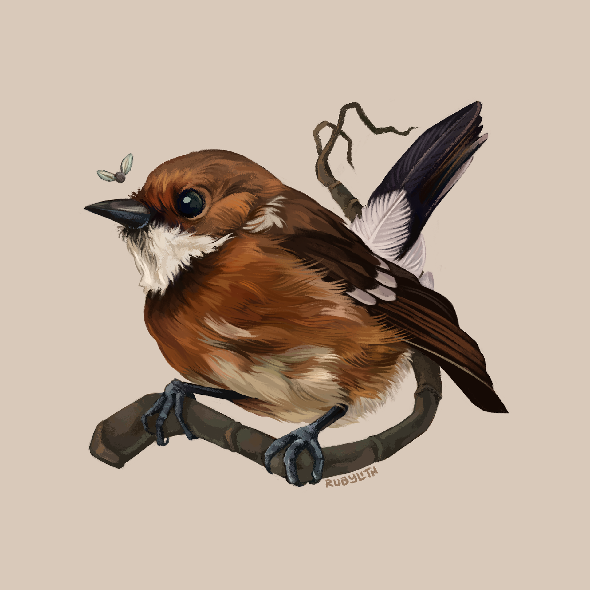 The Hawaiʻi ʻelepaio (Chasiempis sandwichensis) is a species of flycatcher found on the Big Island of Hawaiʻi. They are a small bird with a big appetite for insects and a distinctive call!