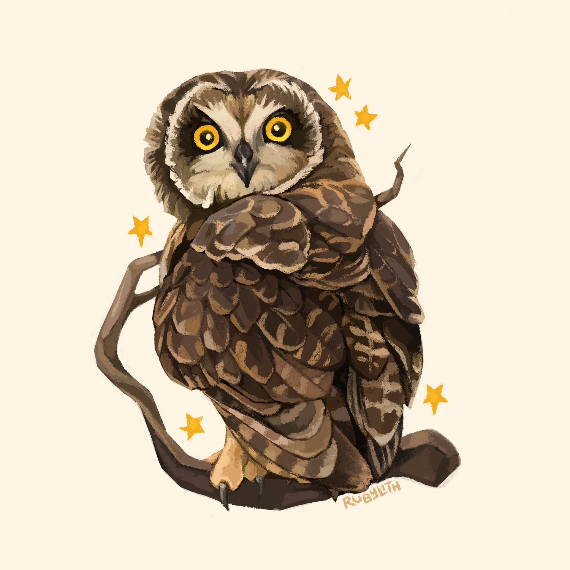 The Pueo (Asio flammeus sandwichensis) is a subspecies of short-eared owl that has lived in Hawai’i for a very long time, but is actually not native in the traditional sense: it was brought to the islands by the arrival of Polynesians, potentially attracted by the rats that were also brought over on the boats. Nevertheless they are now considered endemic to the island and a protected animal, and is an important animal in Hawaiian mythology. 