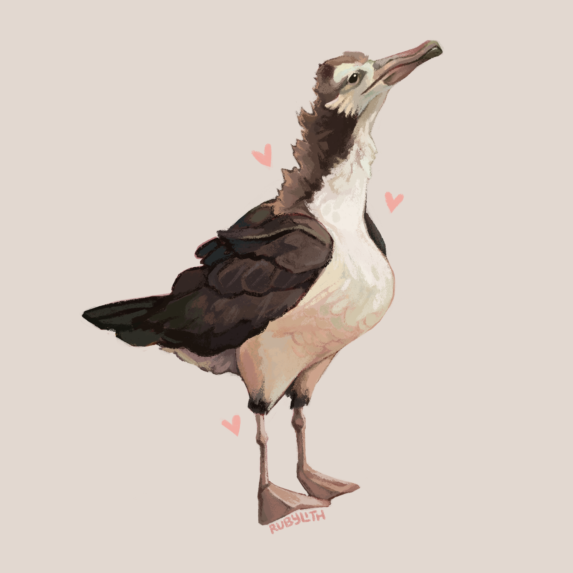 The Laysan Albatross (Phoebastria immutabilis) is a large seabird that traverses the northern pacific ocean, with nearly its entire population calling the small chain of northwestern Hawaiian islands their home. This drawing depicts a juvenile albatross that is still molting some of his feathers. 