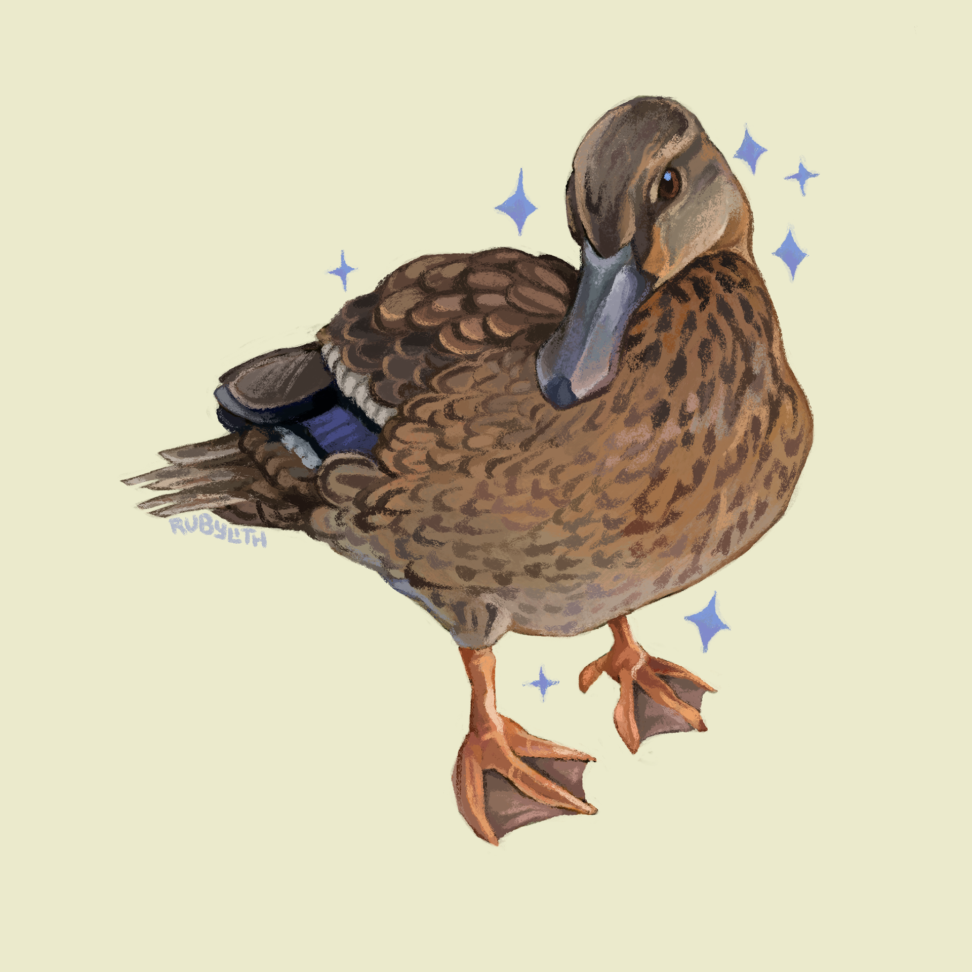 The Koloa Maoli or Hawaiian Duck (Anas wyvilliana) is a species of duck endemic to the largest Hawaiian islands. It looks similar to a mallard, but unlike its relative, the male and female ducks look nearly identical, both looking similar to a female mallard. Their interbreeding with the introduced mallard population has led to a lot of hybridization, which is the leading cause of their endangerment, and it also seems that the hybrid ducks do not do as well on the island as the native ducks do. Conservation efforts to remove male mallards (which are the easiest to identify) are underway. 