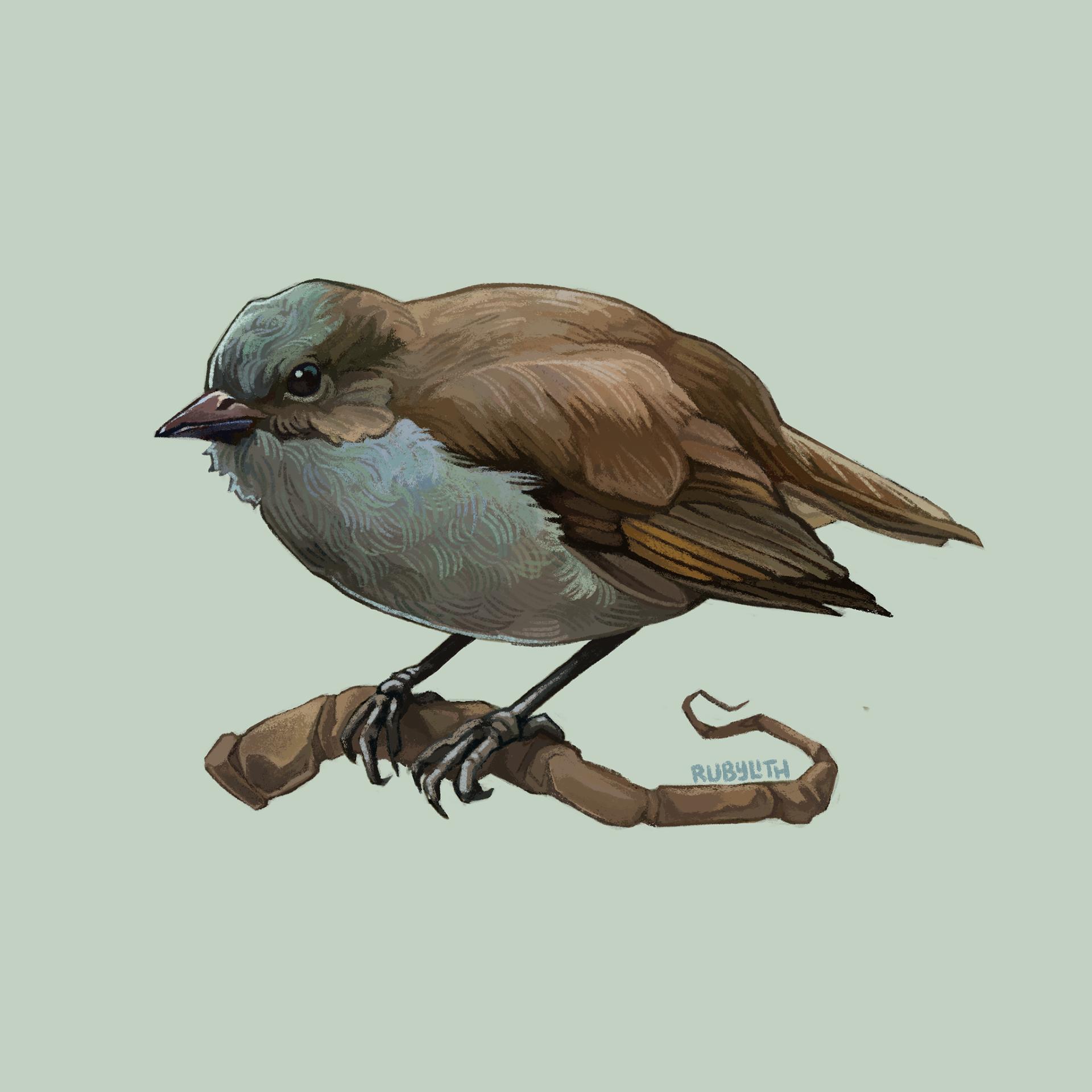  The ʻŌmaʻo or Hawaiian thrush (Myadestes obscurus) is endemic to the rainforests on the Big Island of Hawaiʻi. While their population is far more steady than many of Hawaiʻi's native birds, they are still threatened by habitat loss and invasive species. 