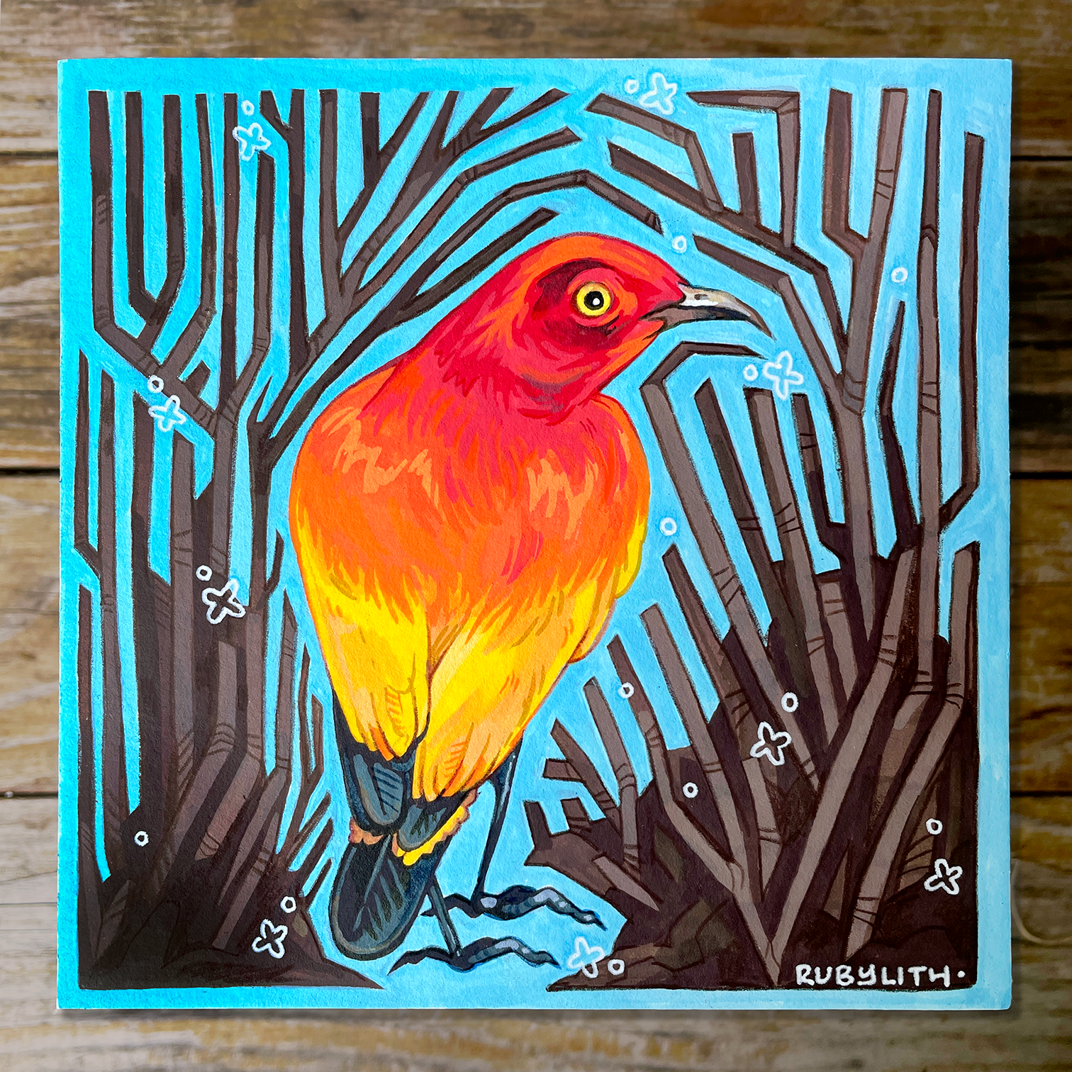 Flame Bowerbird
