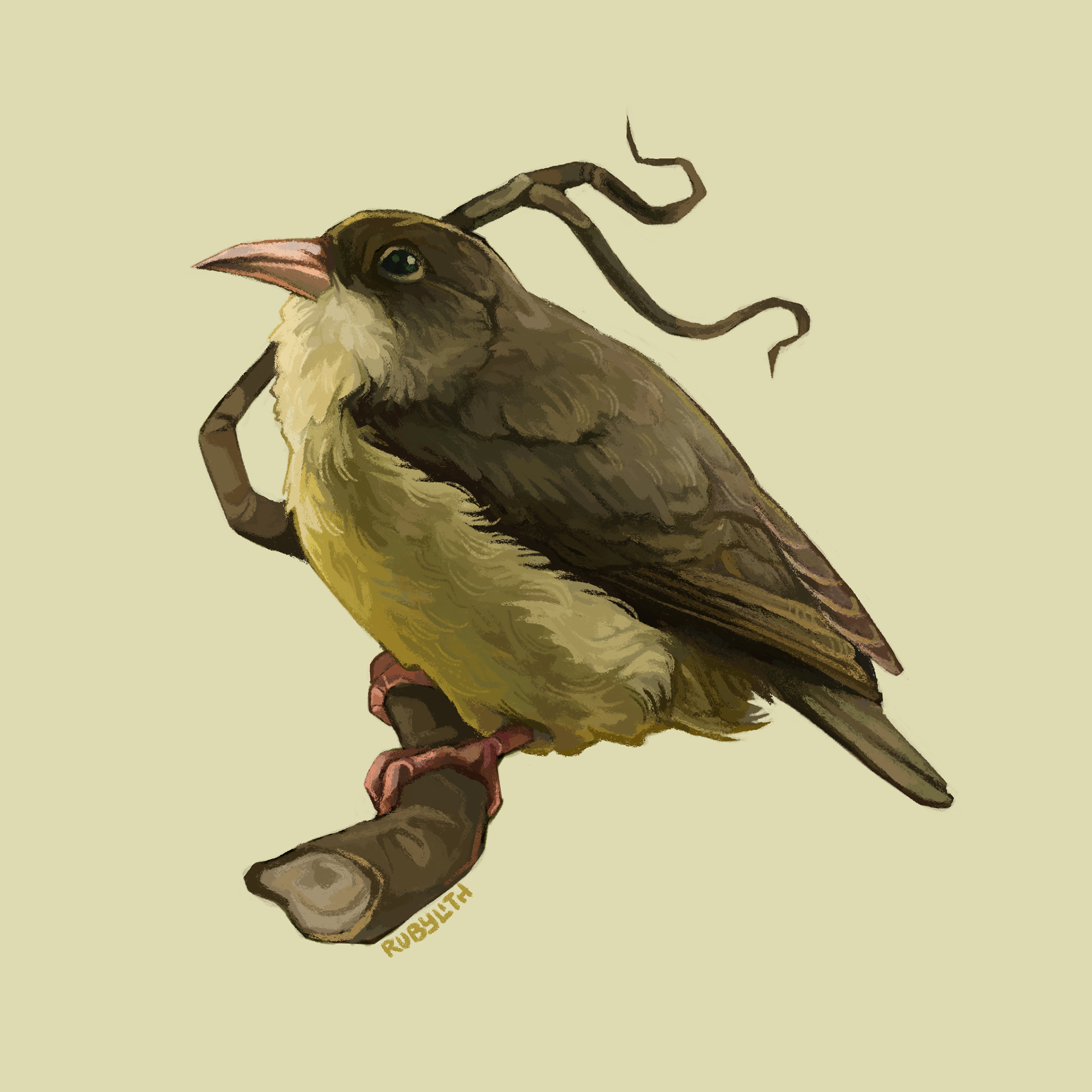 The ʻAkikiki or Kauaʻi creeper (Oreomystis bairdi) is a Hawaiian honeycreeper endemic to Kauaʻi. As of 2024, it is thought to be extinct in the wild, with less than 50 individuals in captivity. Like many Honeycreepers, this has been caused by a combination of avian malaria, invasive species, and habitat loss. There is hope of reintroducing the birds back to the wild once the mosquito population has been controlled using Wolbachia, a bacteria that reduces the population of disease-carrying mosquitos. 