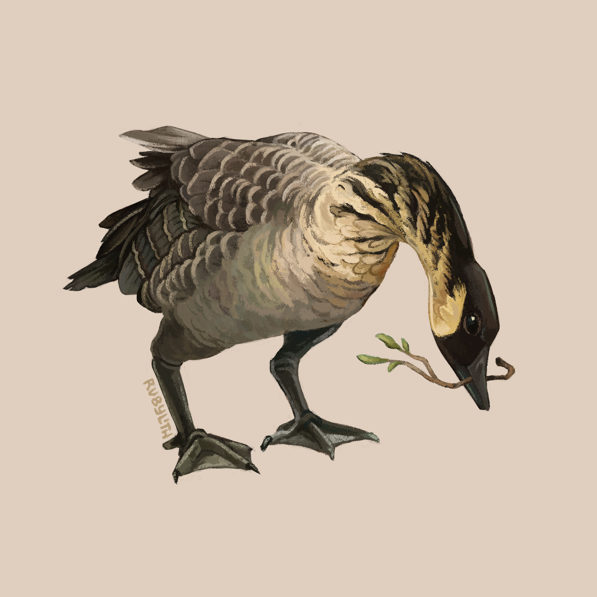 The Nēnē (Branta sandvicensis) is the state bird of Hawaiʻi! They're named after the soft bird call that they make. While they are not as endangered as many Hawaiian birds, their wild populations are only a small percentage of what they once were. 