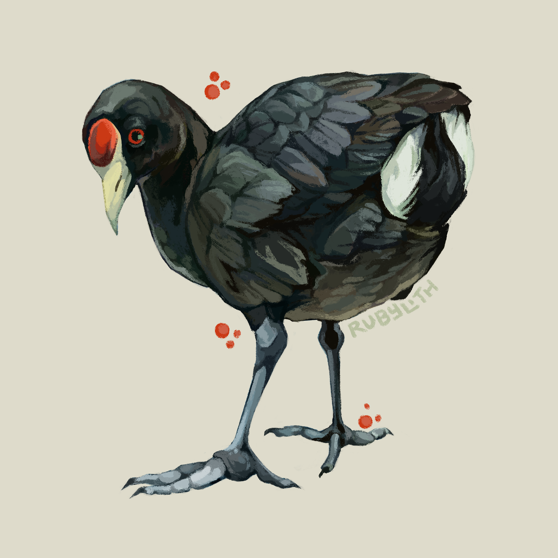 The ʻAlae keʻokeʻo or Hawaiian Coot (Fulica alai) is a striking black waterbird. While it is depicted here with a red spot on its frontal shield, the species more often has a fully white face and forehead. The population of birds is relatively stable, though more wetland management and conservation is needed to be confident in the ʻAlae keʻokeʻo's long term survival. 