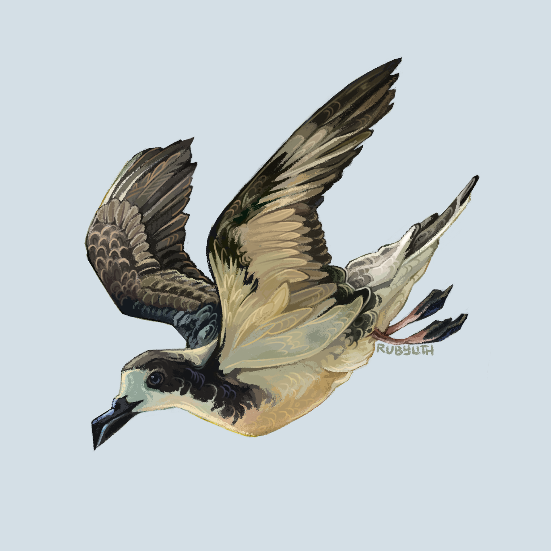 The ʻUaʻu or Hawaiian petrel (Pterodroma sandwichensis) is a large seabird endemic to Hawaiʻi. Recent studies have shown that on some of their trips out to sea, they have actually made it as far north as the Aleutian Islands in Alaska! Their population is endangered due to habitat loss. light pollution, and invasive species that feed on their young. 