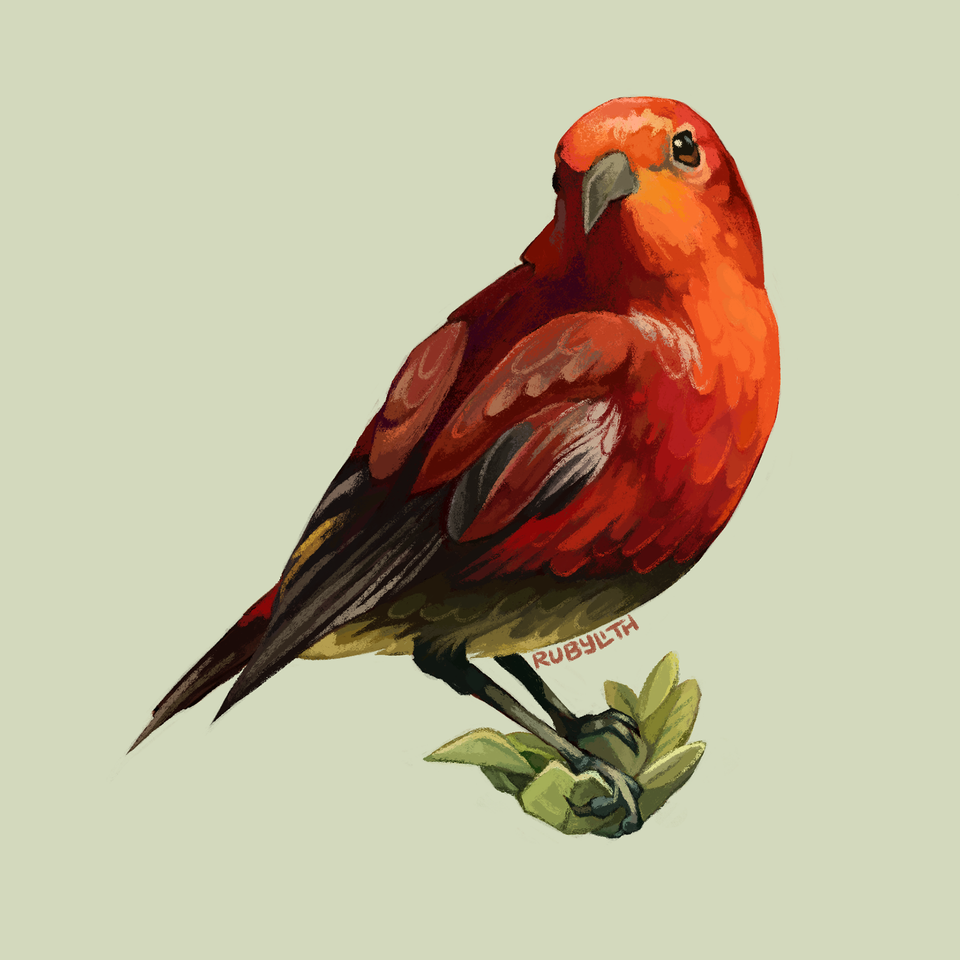 The ʻApapane (Himatione sanguinea) is a small Hawaiian Honeycreeper endemic to many of the Hawaiian Islands. While they are threatened by invasive species and habitat loss, the birds thrive at a high enough altitude that they have not been decimated by avian malaria like most honeycreepers have, and there is some evidence that they may even be becoming resistant to malaria. 