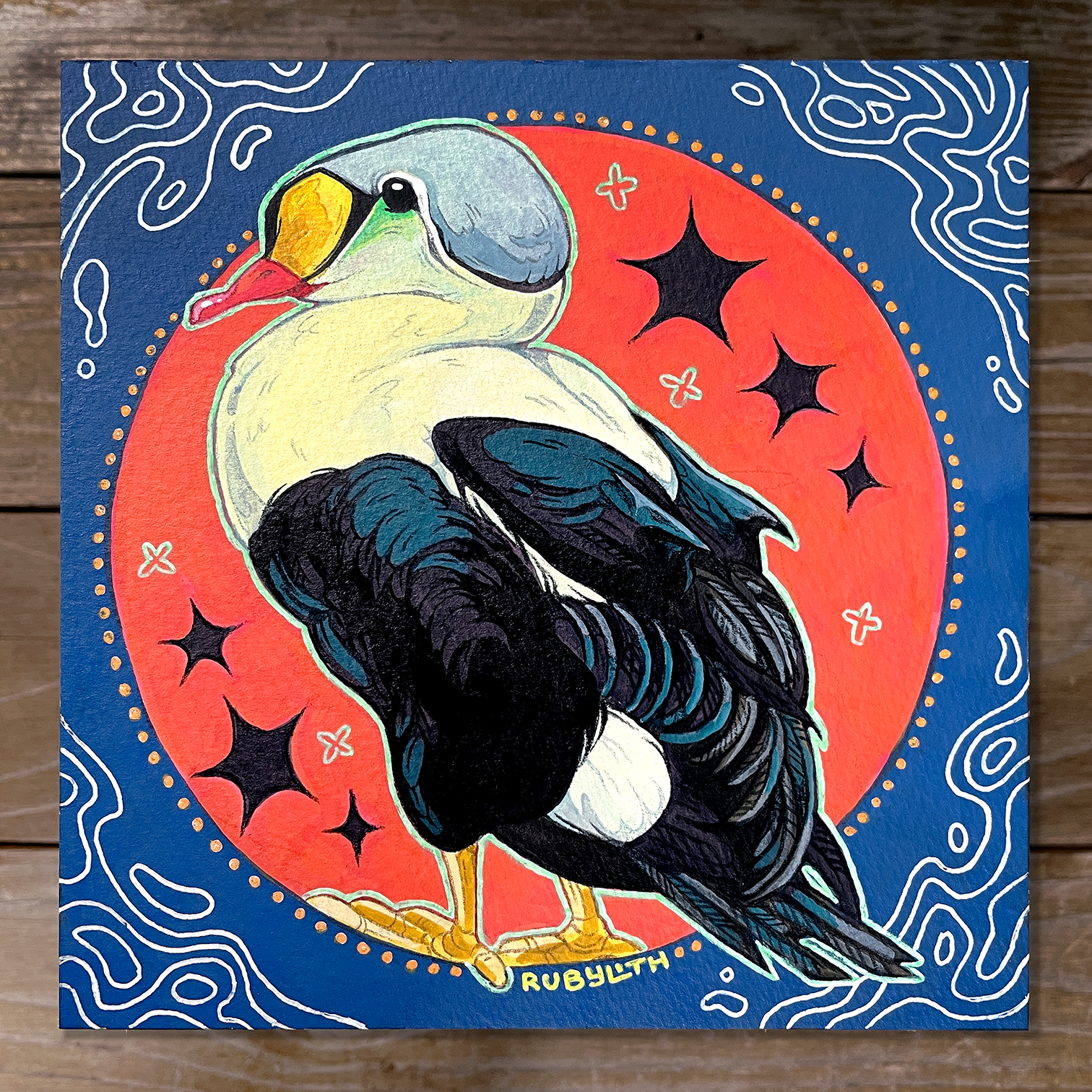 King Eider
