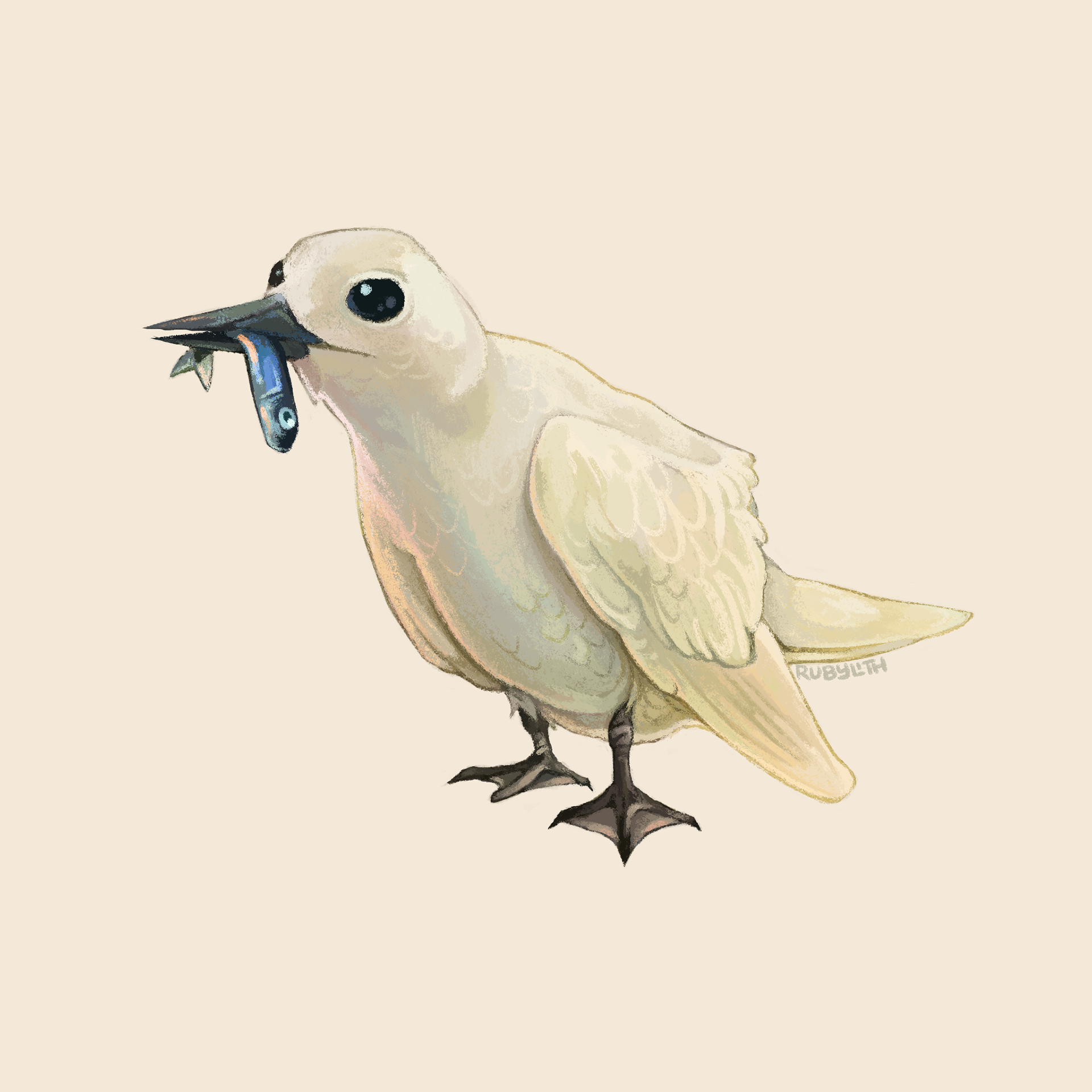 The Manu-o-Kū or white tern (Gygis alba) is a small seabird found across tropical oceans around the world. They lay their eggs in the crooks of thin branches without a nest, which comes with the benefit of reducing nest parasites, but does make the eggs and chicks much more susceptible to becoming dislodged. They are the official bird of Honolulu. 