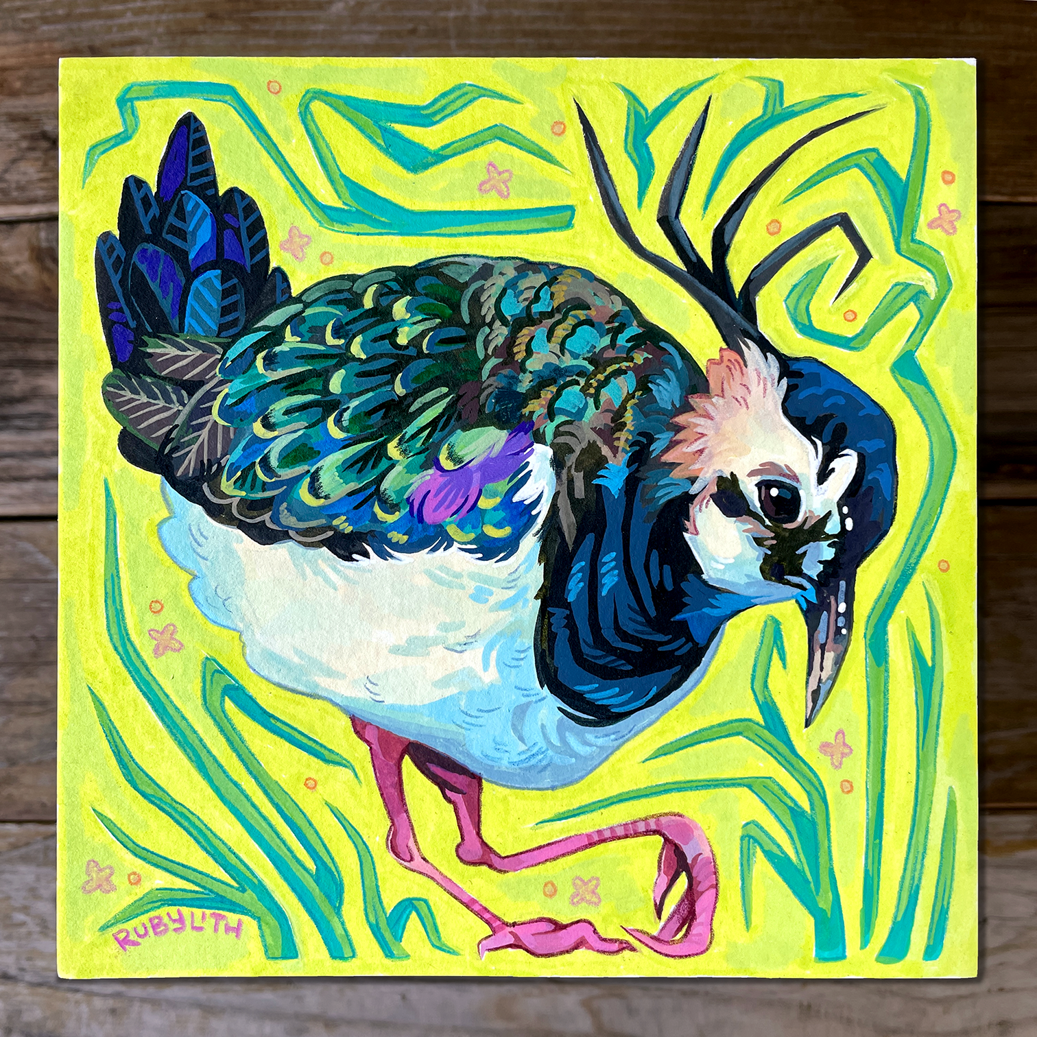 Northern Lapwing