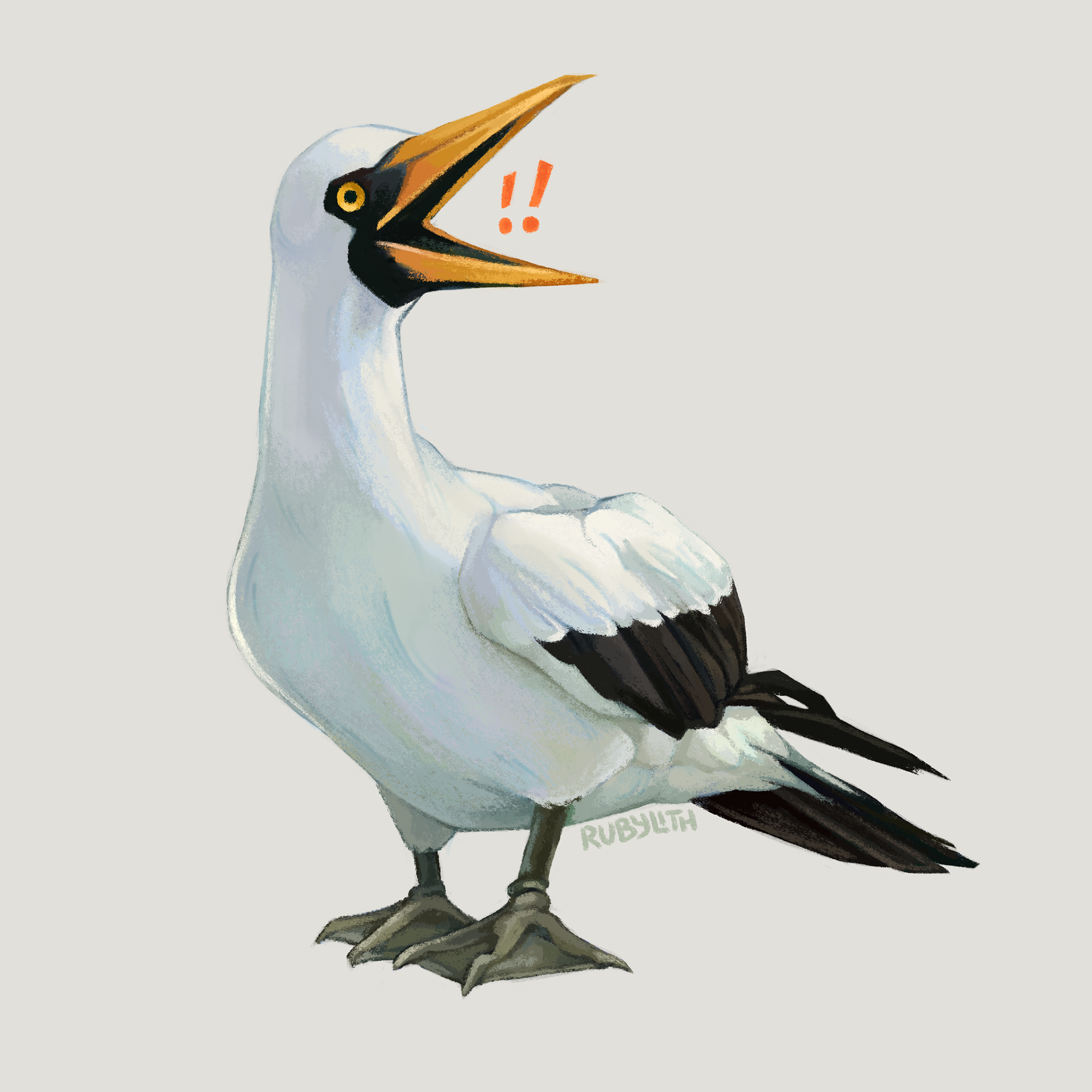 The Masked Booby (Sula dactylatra) is a large seabird found across the earth's tropical oceans. They nest on atolls in large colonies, and feed on flying fish. While they are not considered endangered, their populations are declining due to habitat changes, pollution, and climate change. 