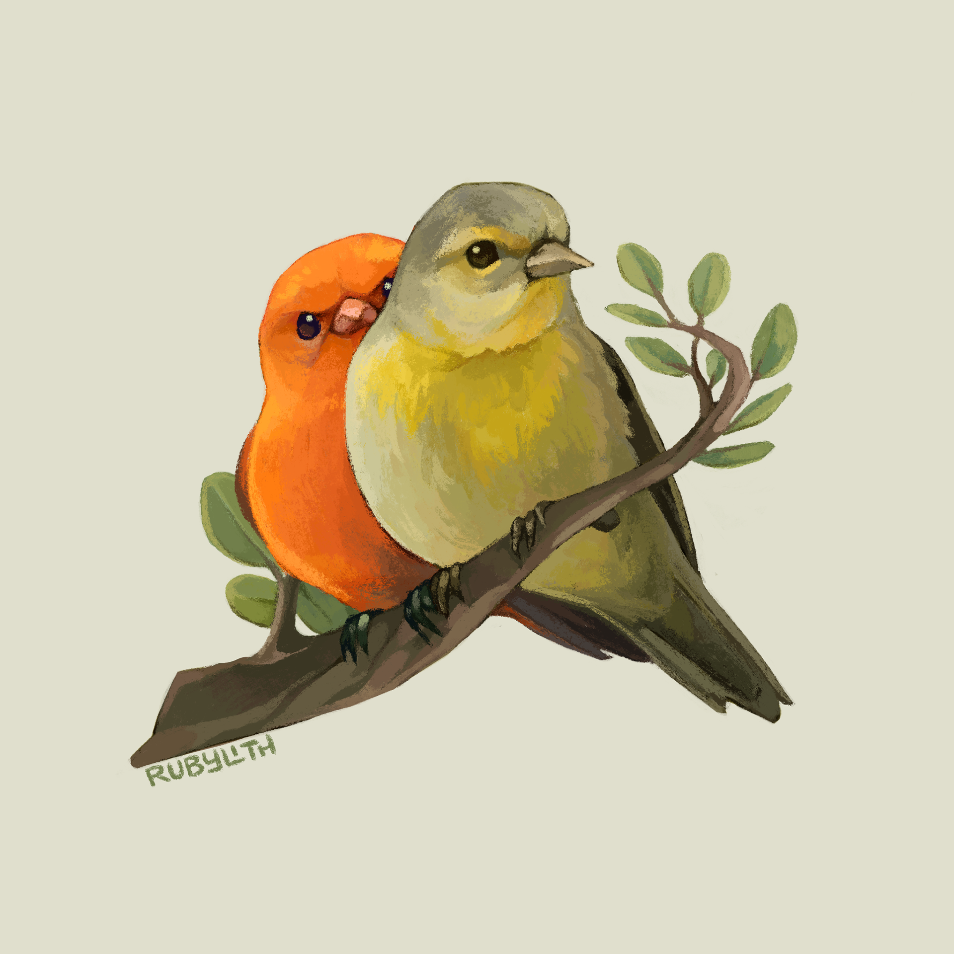 The Hawaiʻi ʻākepa (Loxops coccineus) is one of 3 species of ʻākepa, a small genus of birds within the larger honeycreeper group. The male birds are a striking shade of orange, while the females are a soft greyish yellow. Like many Honeycreepers, their population is highly endangered by a combination of avian malaria, invasive species, and habitat loss. 