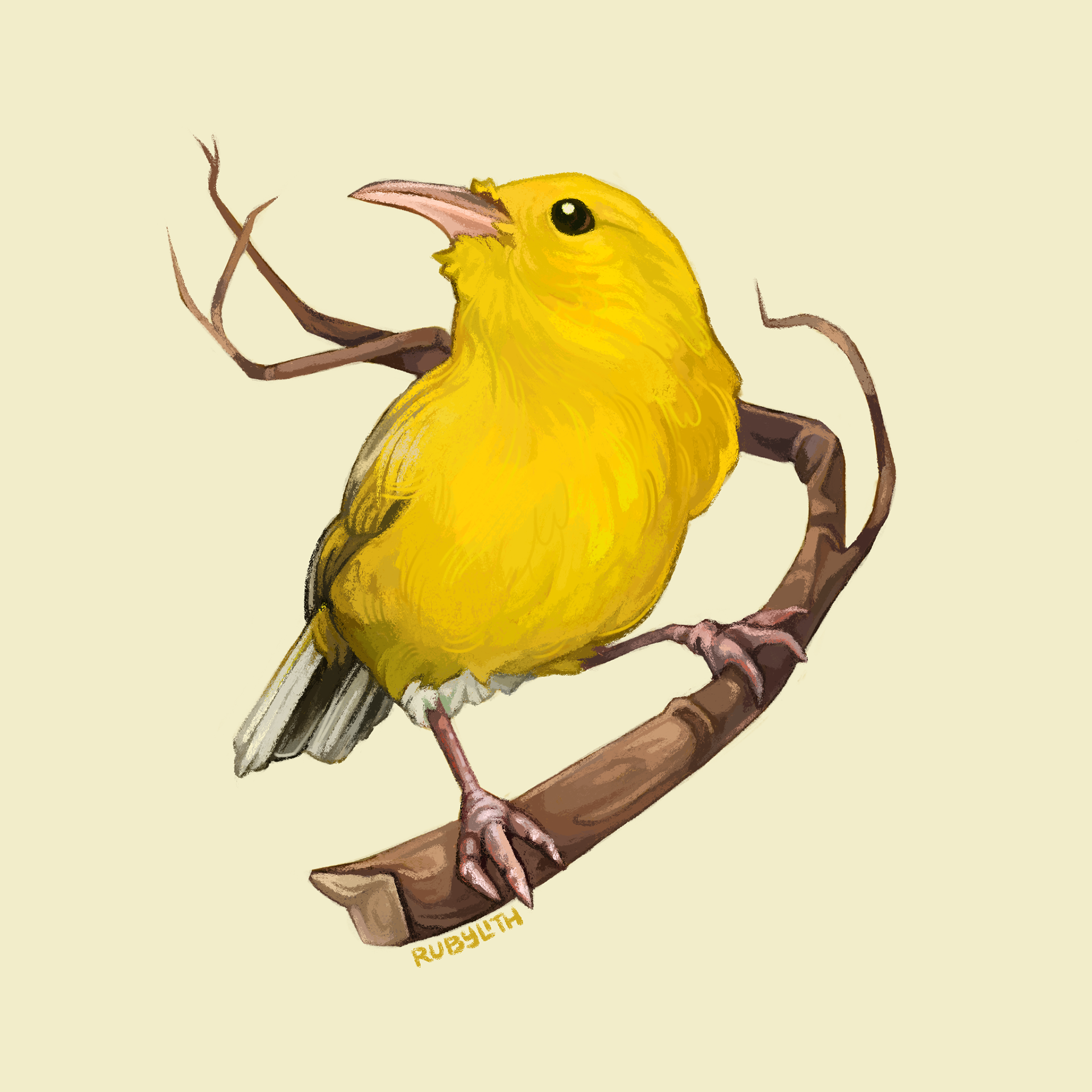 The 'Anianiau is a Hawaiian honeycreeper that is endemic to the island of Kaua'i. Like many Honeycreepers, their population is highly endangered by a combination of avian malaria, invasive species, and habitat loss.