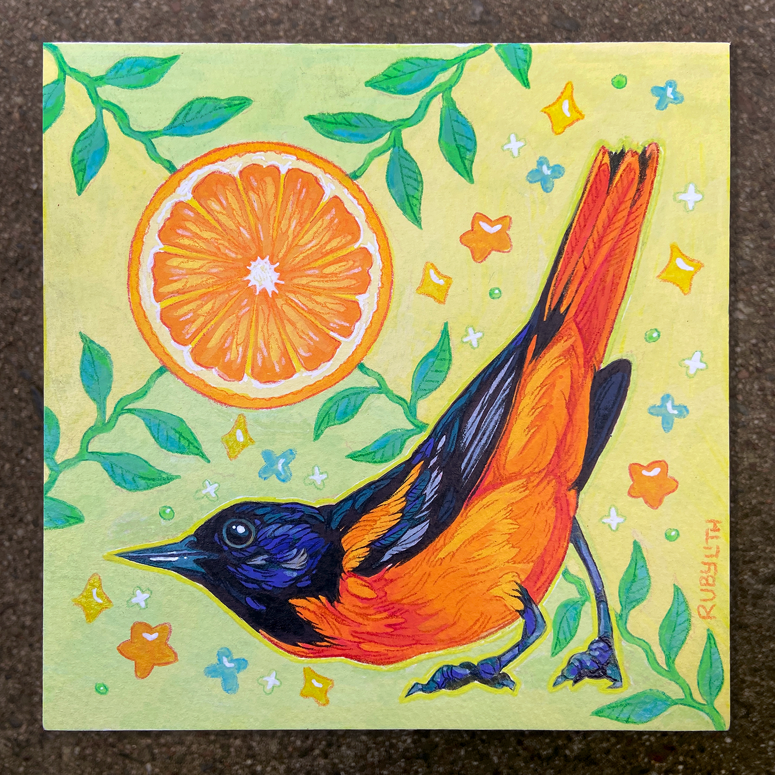 Baltimore Oriole