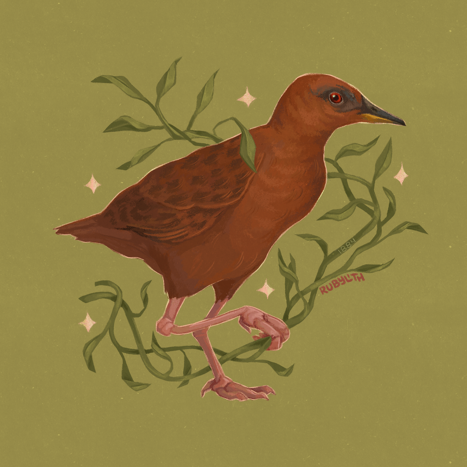 The Hawaiian Rail (Zapornia sandwichensis) was last seen in 1884, and has been considered extinct since then. This bird had two types, one with dark and one with light feathers (this drawing shows the light form). 