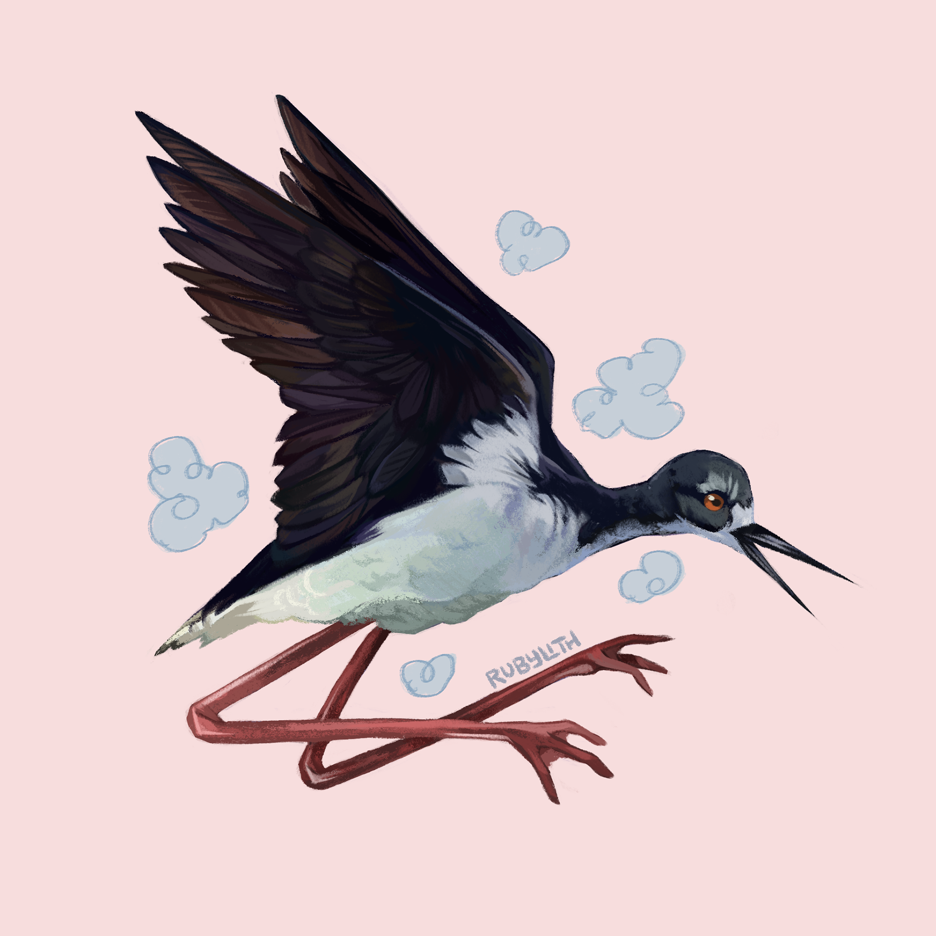 The Hawaiian stilt or aeʻo (Himantopus mexicanus knudseni) is a shorebird with extremely long legs, the second longest of any species of bird! Like many birds native to the Hawaiian islands, their population has been threatened by introduced species and habitat loss. 