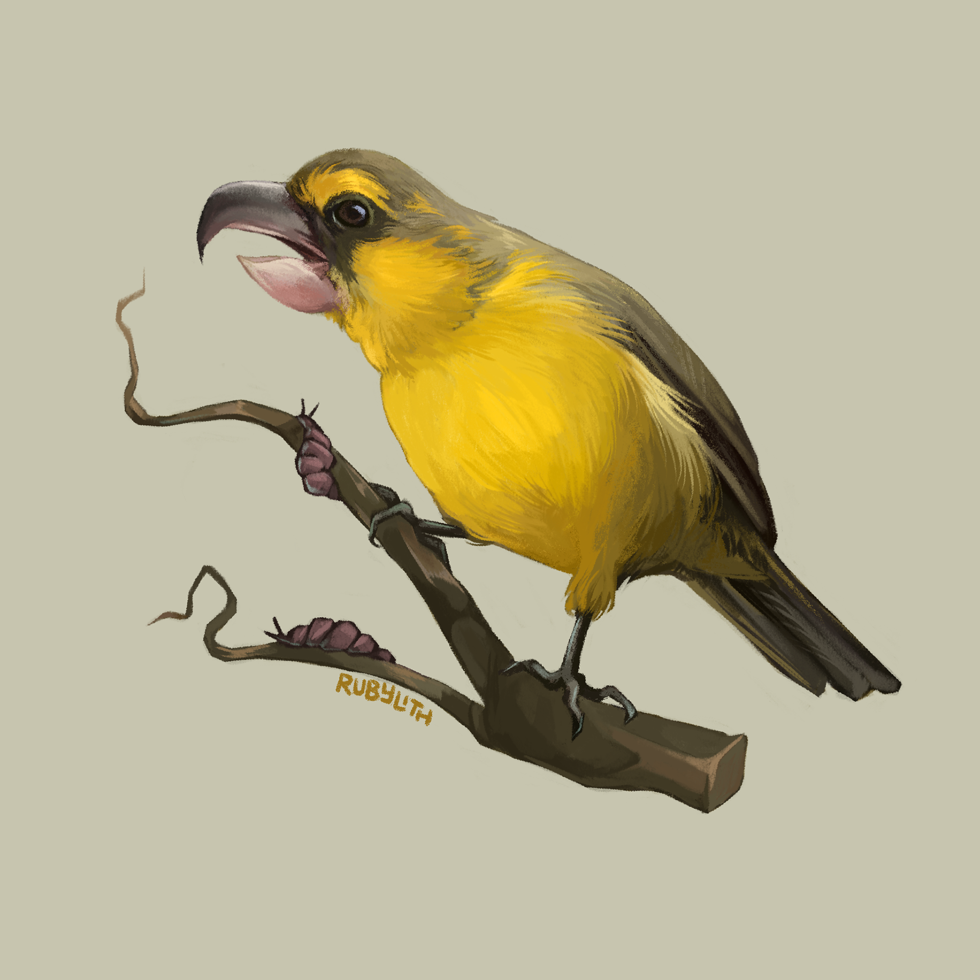 The Kiwikiu (Pseudonestor xanthophrys) is a species of Hawaiian Honeycreeper found on Maui. They use their powerful beak to remove bark from trees to snack on the insects underneath. Like many Honeycreepers, their population is highly endangered by a combination of avian malaria, predation from invasive species, and habitat loss. 