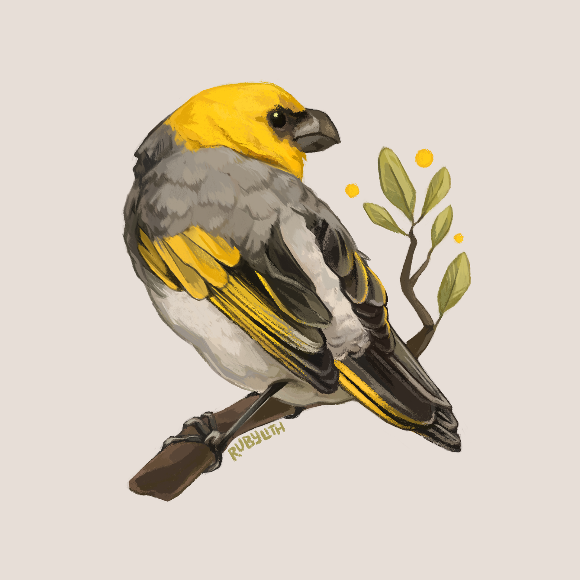The Palila (Loxioides bailleui) is a finch-billed Hawaiian Honeycreeper, primarily found on the western slope of Mauna Kea, though its historic range was much larger. Like many Honeycreepers, their population is highly endangered by a combination of avian malaria and habitat loss. 