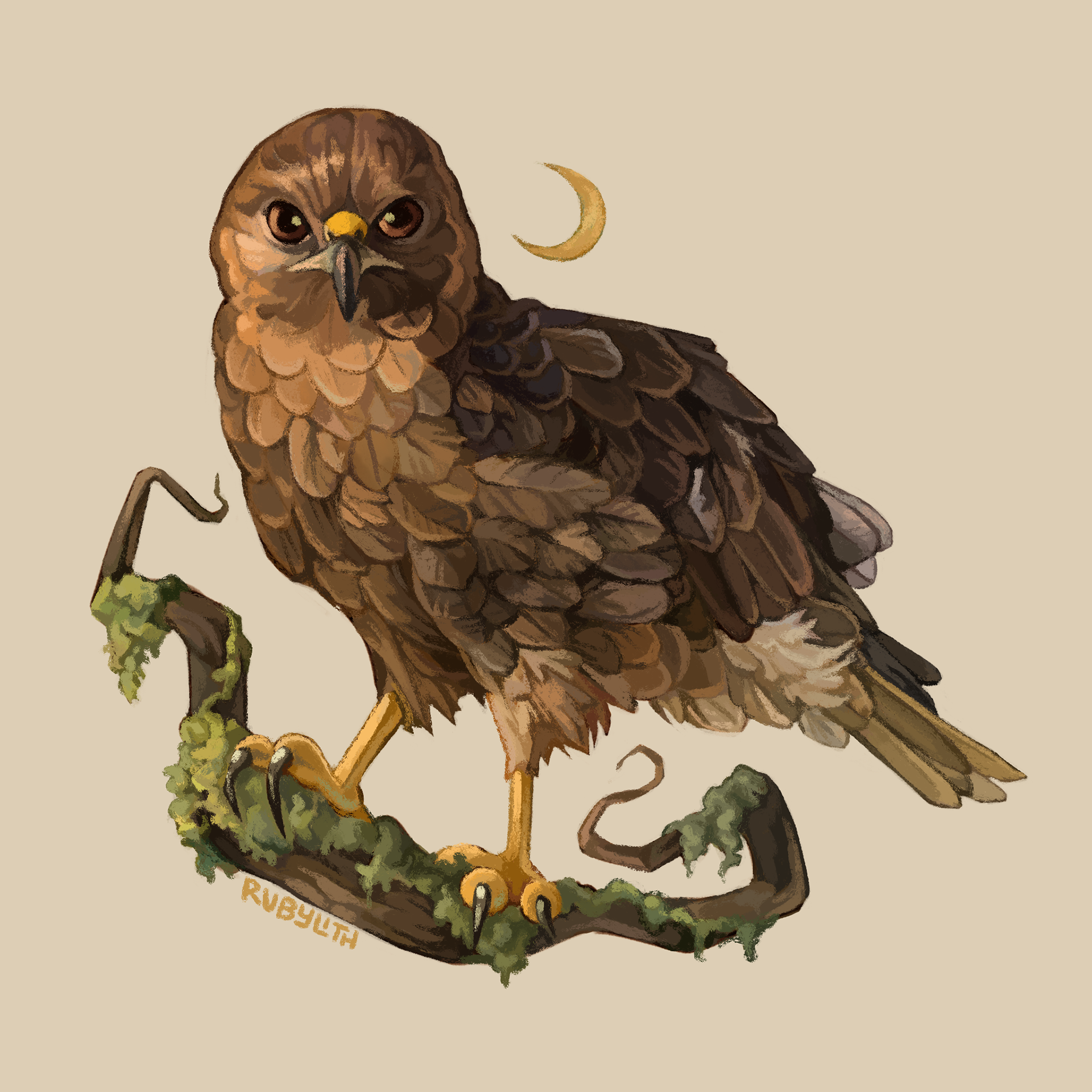 The ʻIo or Hawaiian Hawk (Buteo solitarius) is a raptor endemic to Hawaiʻi, and one of only two native birds of prey to the Hawaiian islands, the other being the Pueo. The hawks have two distinct color phases, a dark (depicted in this art), and a light phase where their underbelly is lighter. 