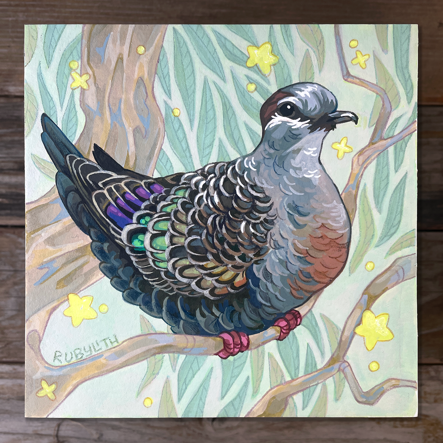 Common Bronzewing
