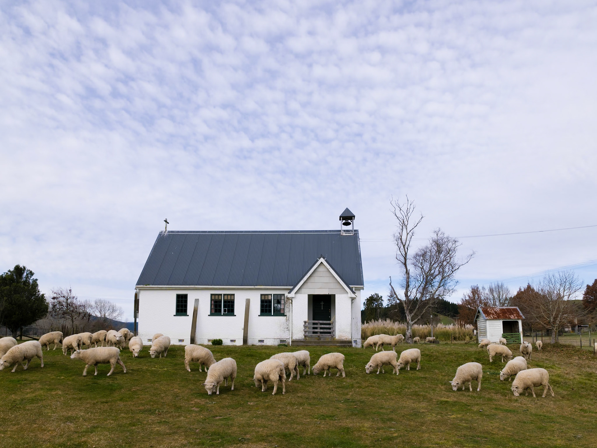Flock, Motueka Valley 2016