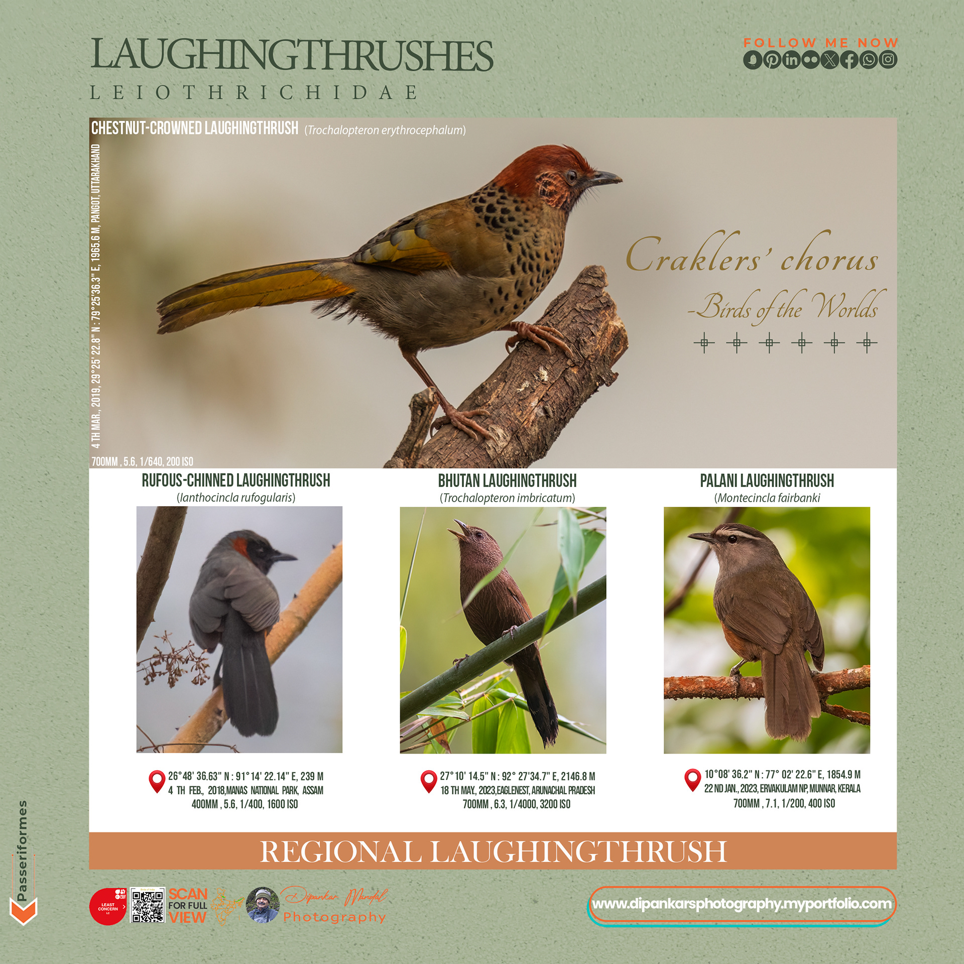 Laughingthrush-06