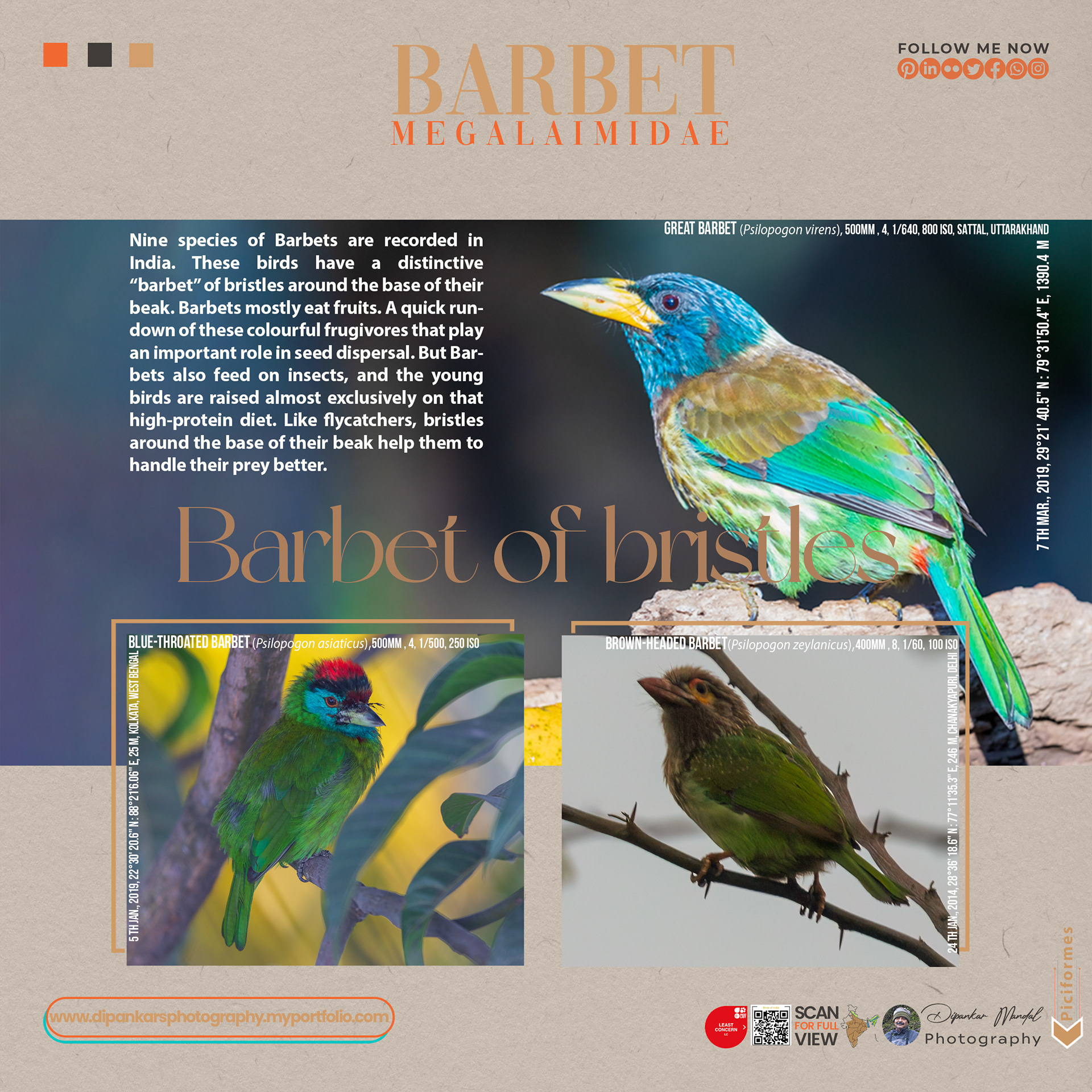 Barbets-01