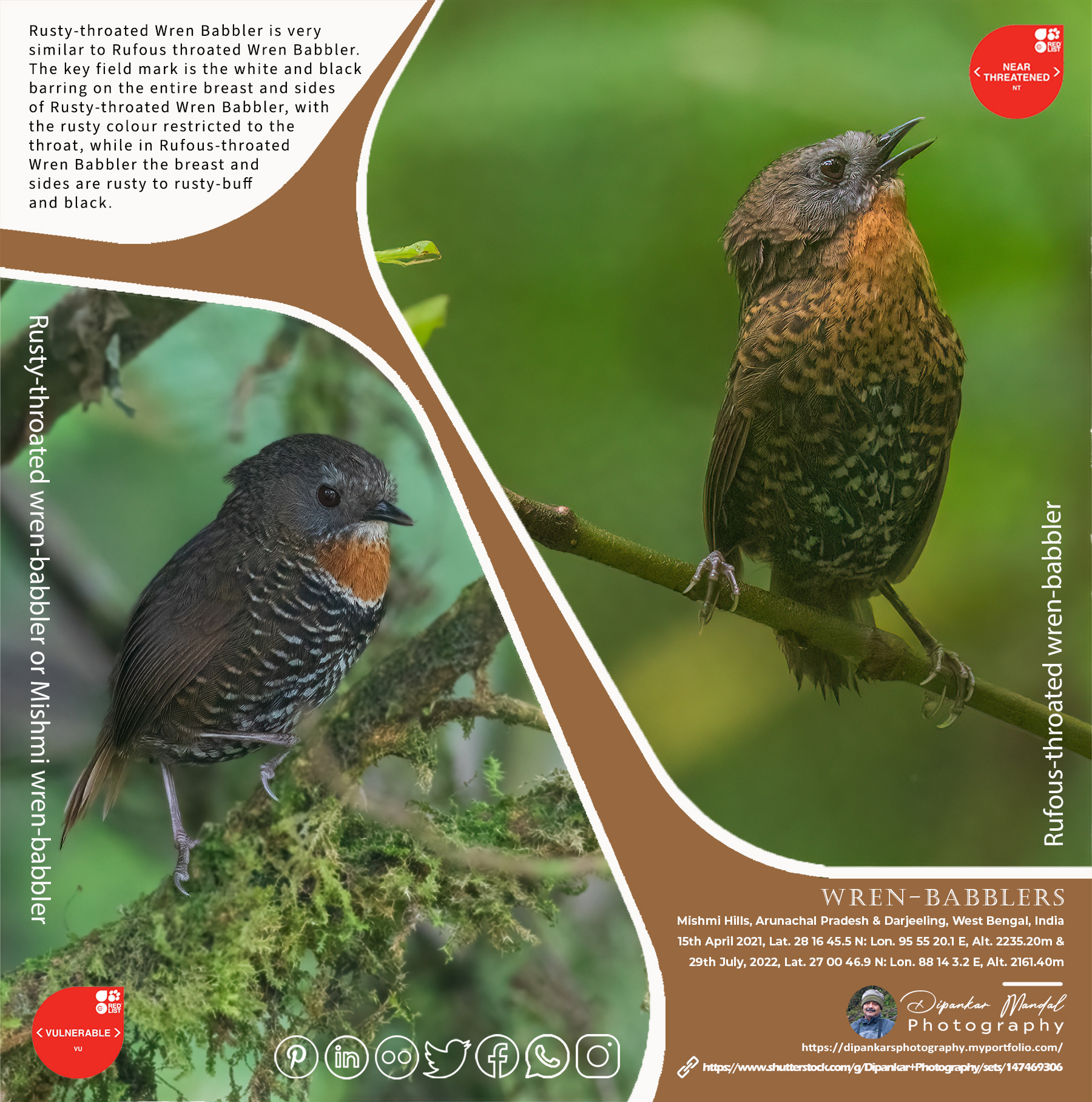 Wren-babbler