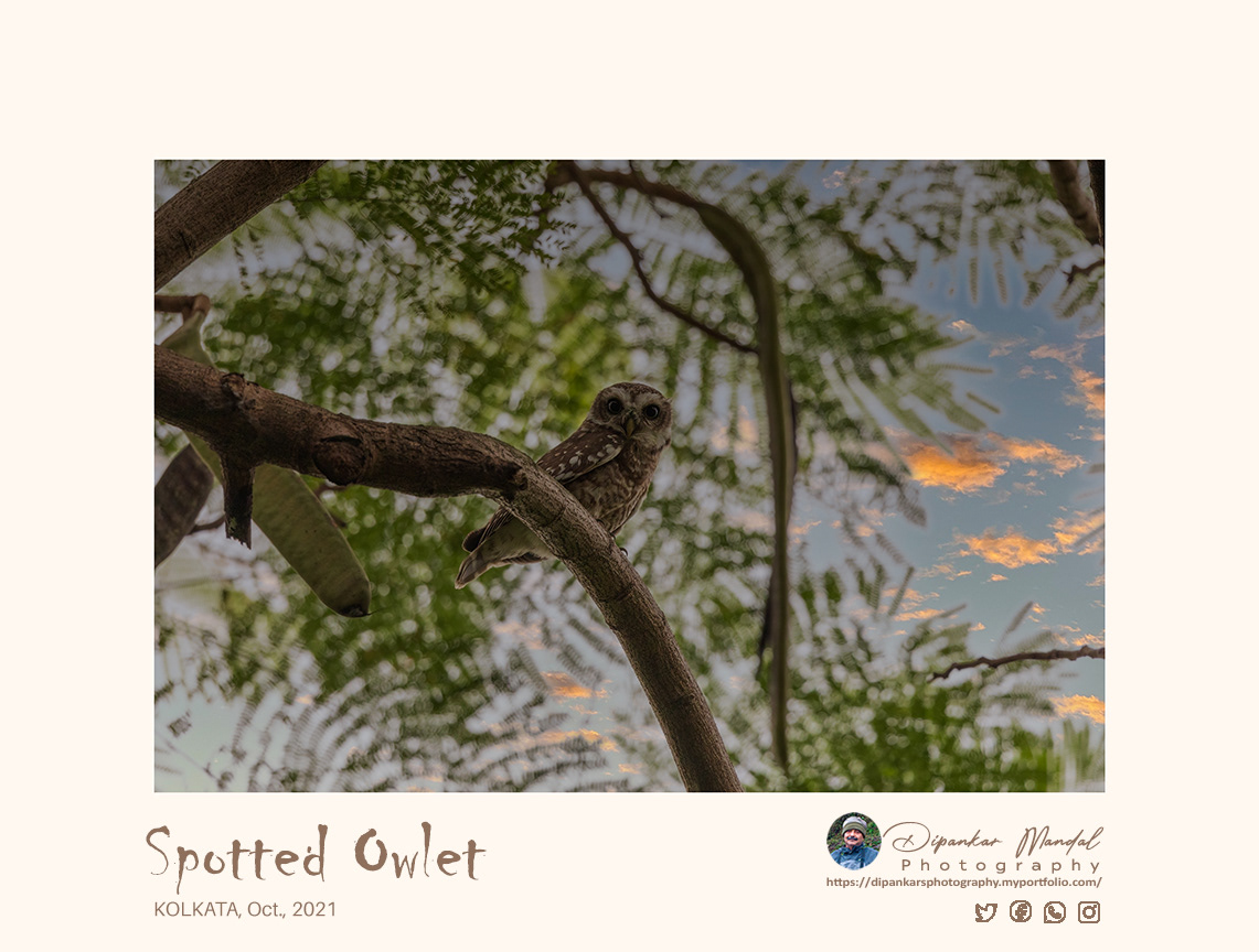 Spotted Owlet