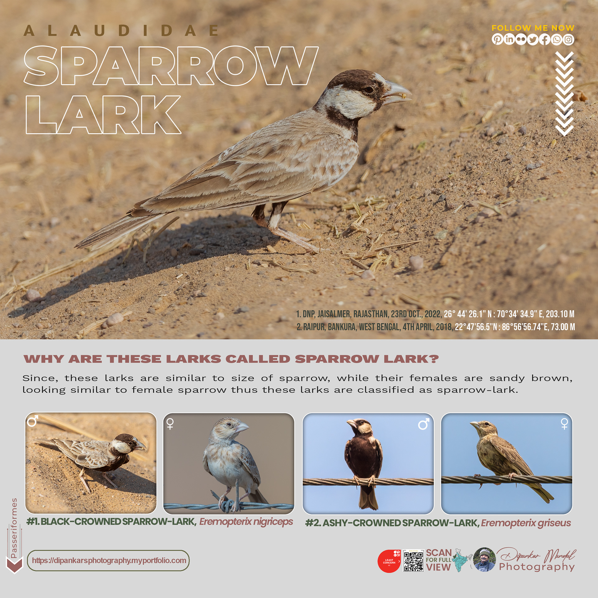 Sparrow-Lark