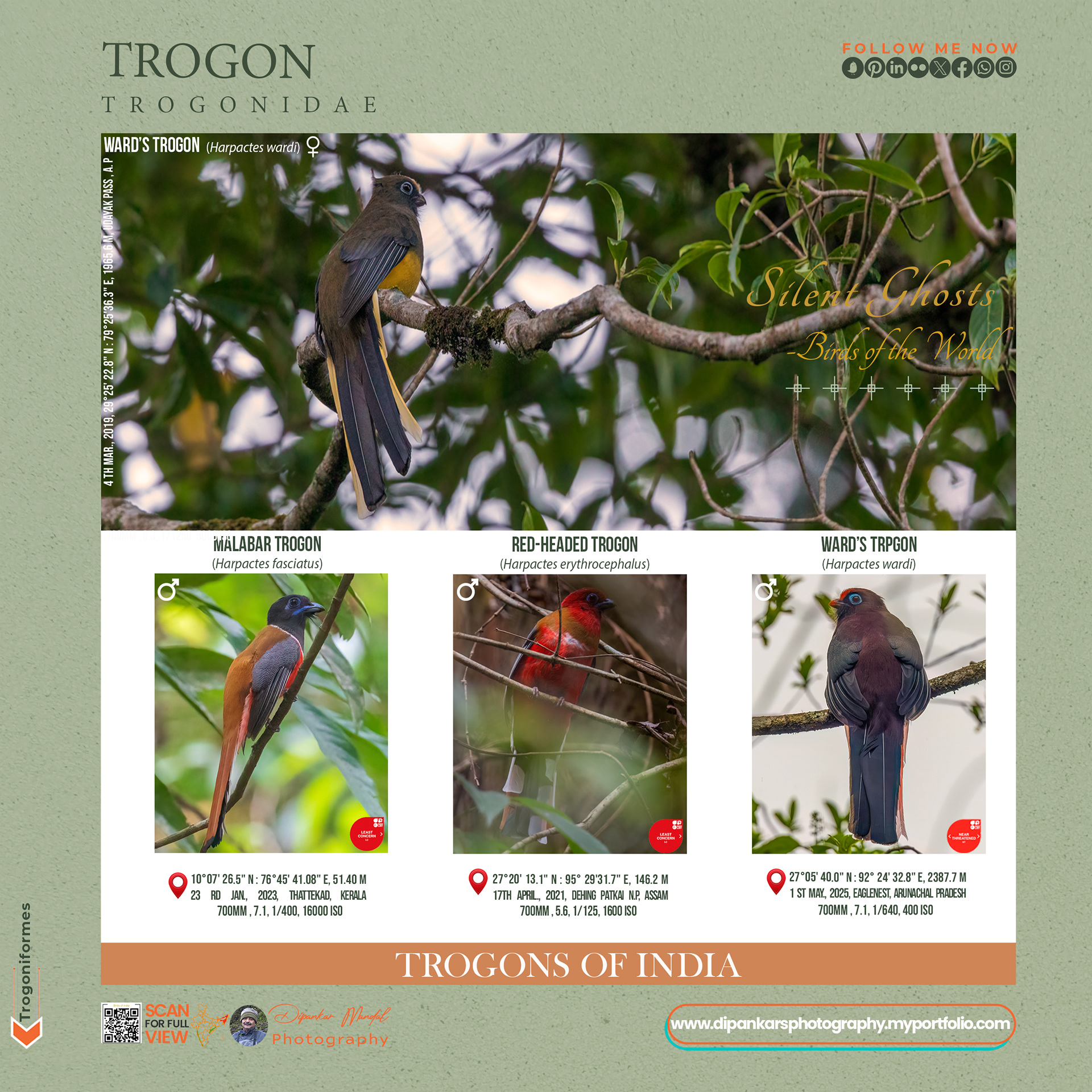 Trogons