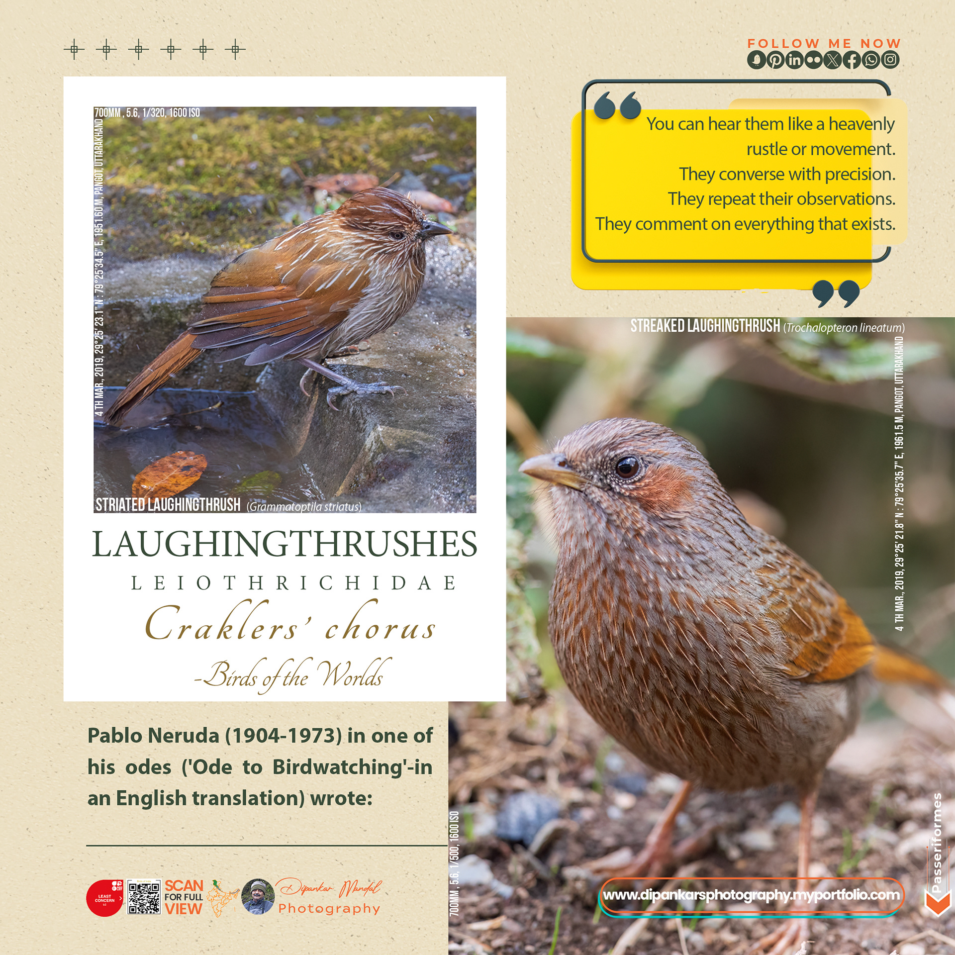 Laughingthrush-03