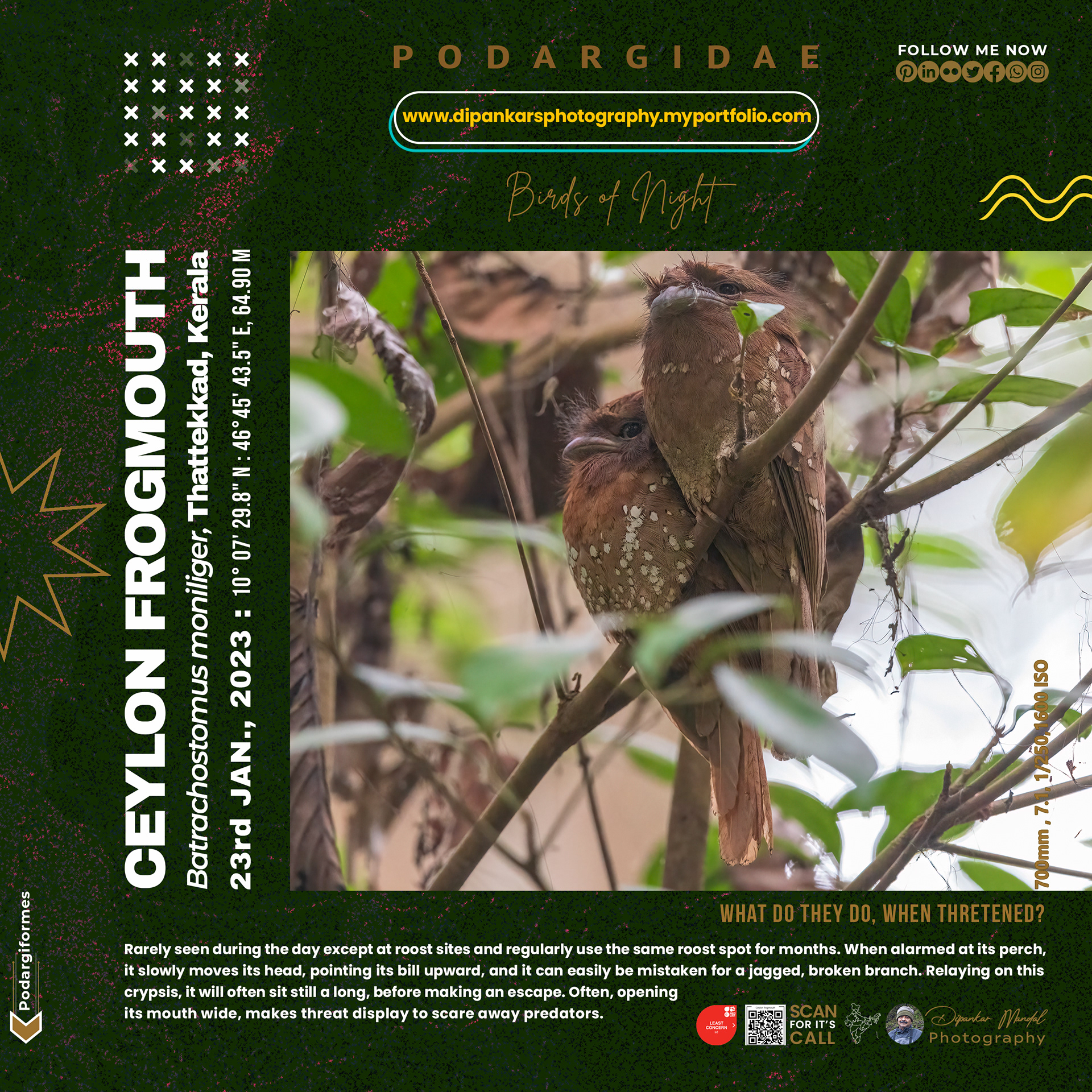 Ceylon frogmouth