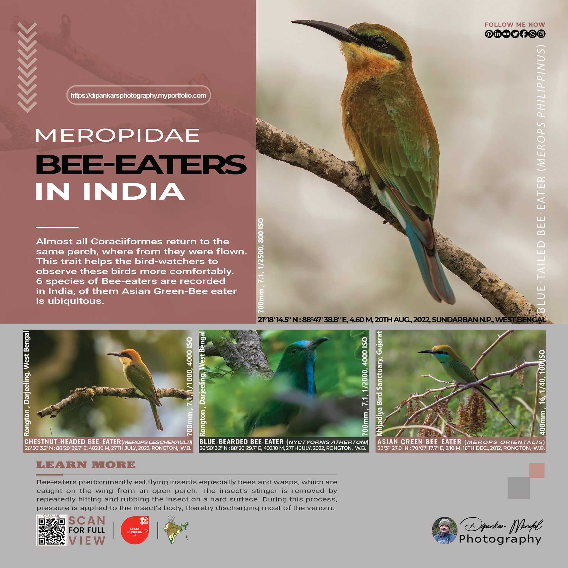 Bee eaters