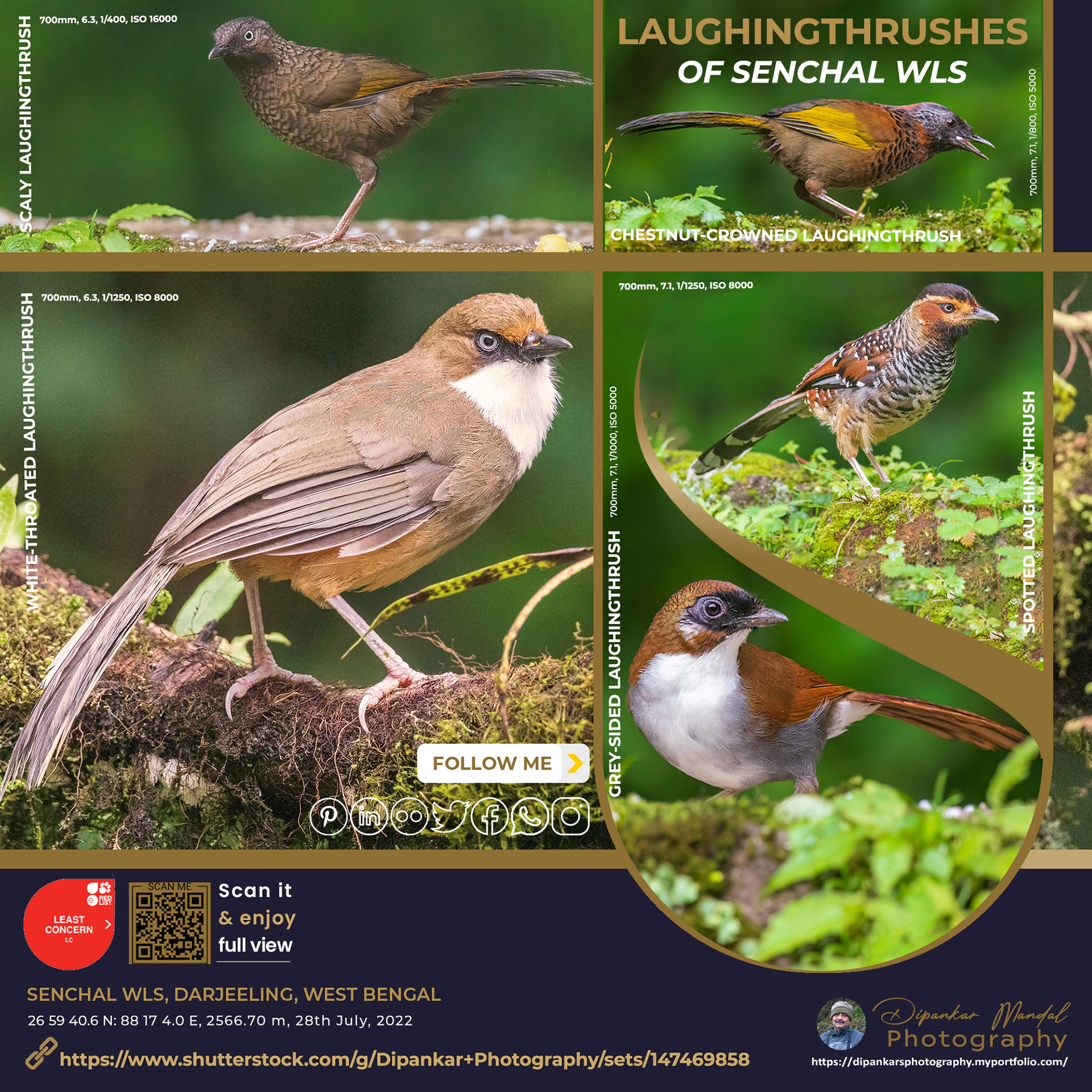 Laughingthrushes