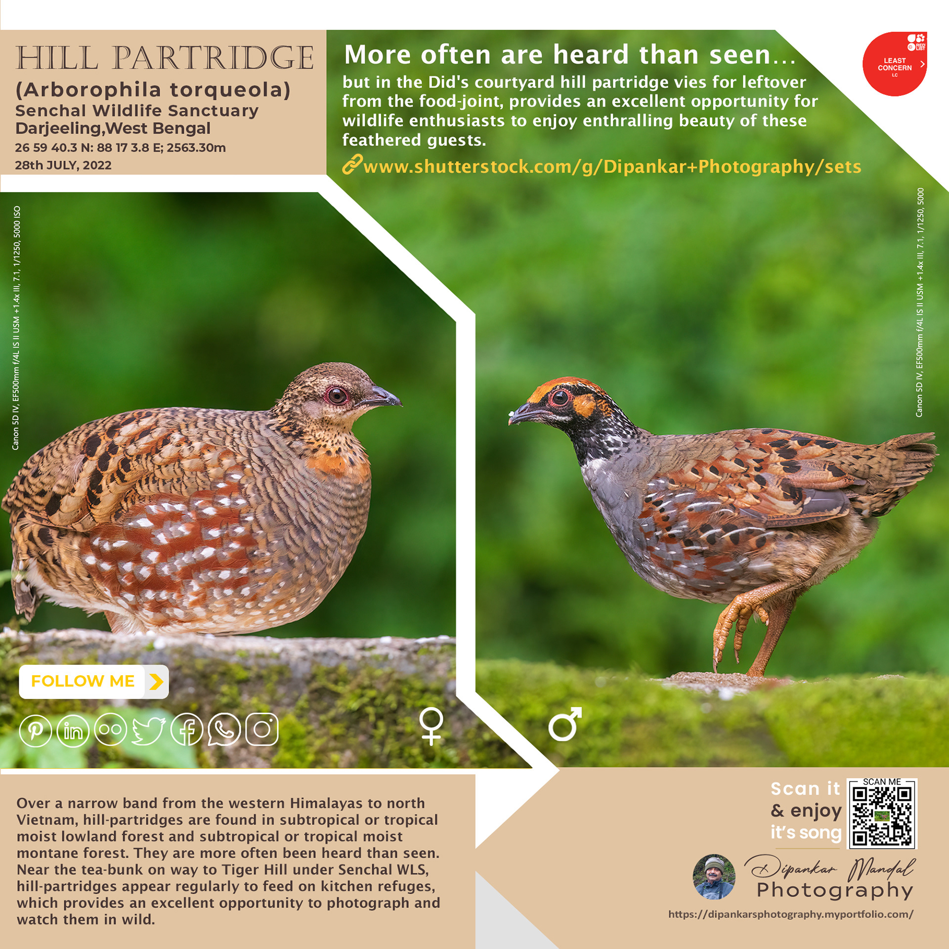 Hill partridge