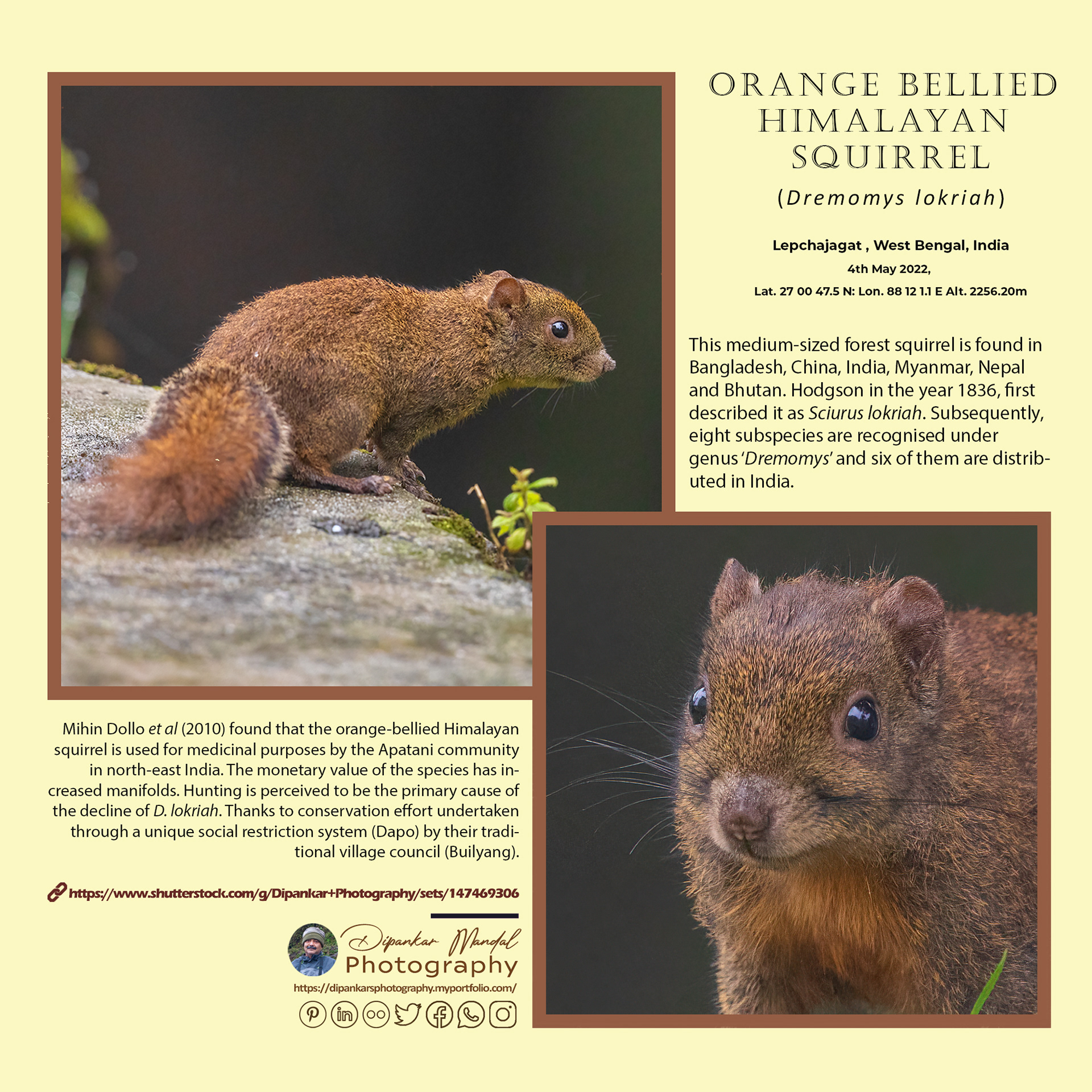 Orange-bellied Himalayan squirrel