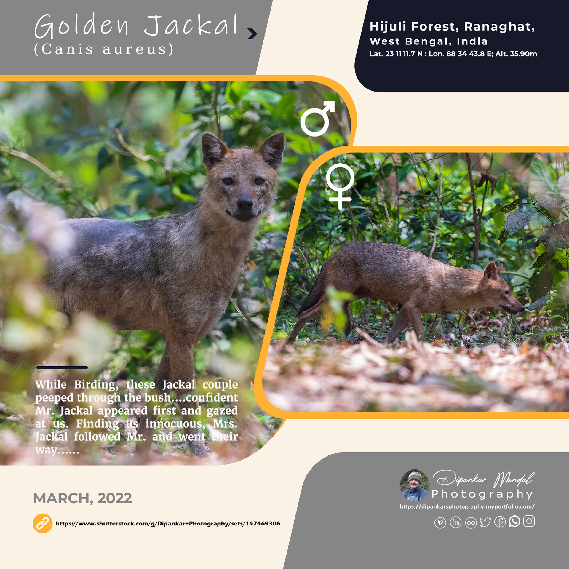 Golden Jackal