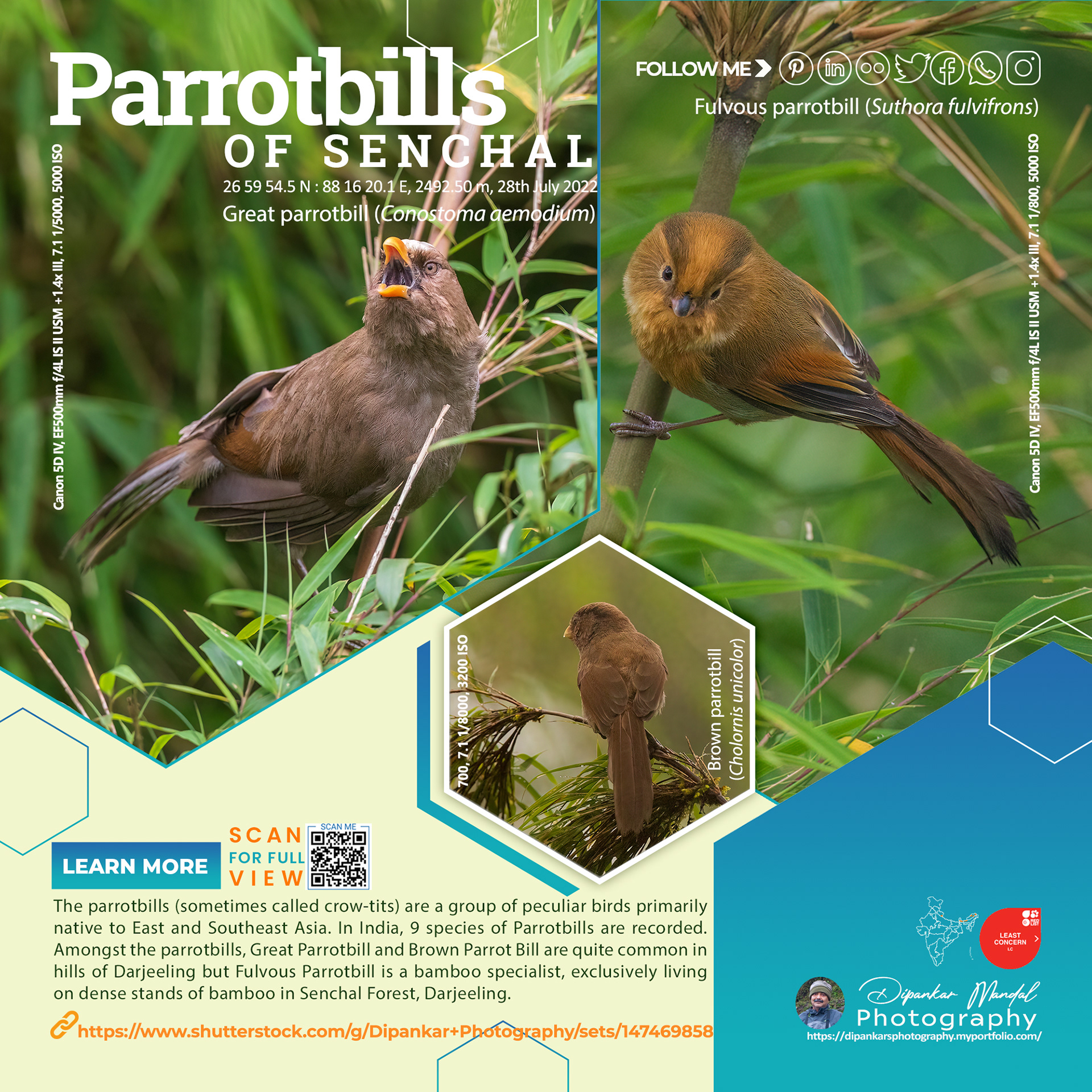 Parrotbills-1