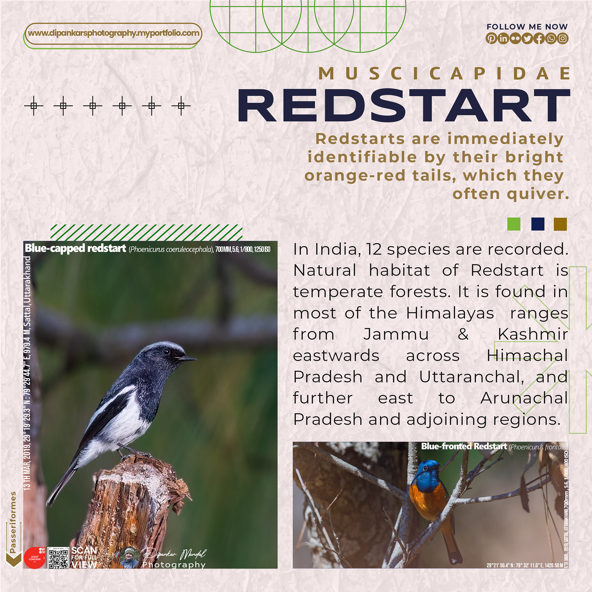 Redstart_02