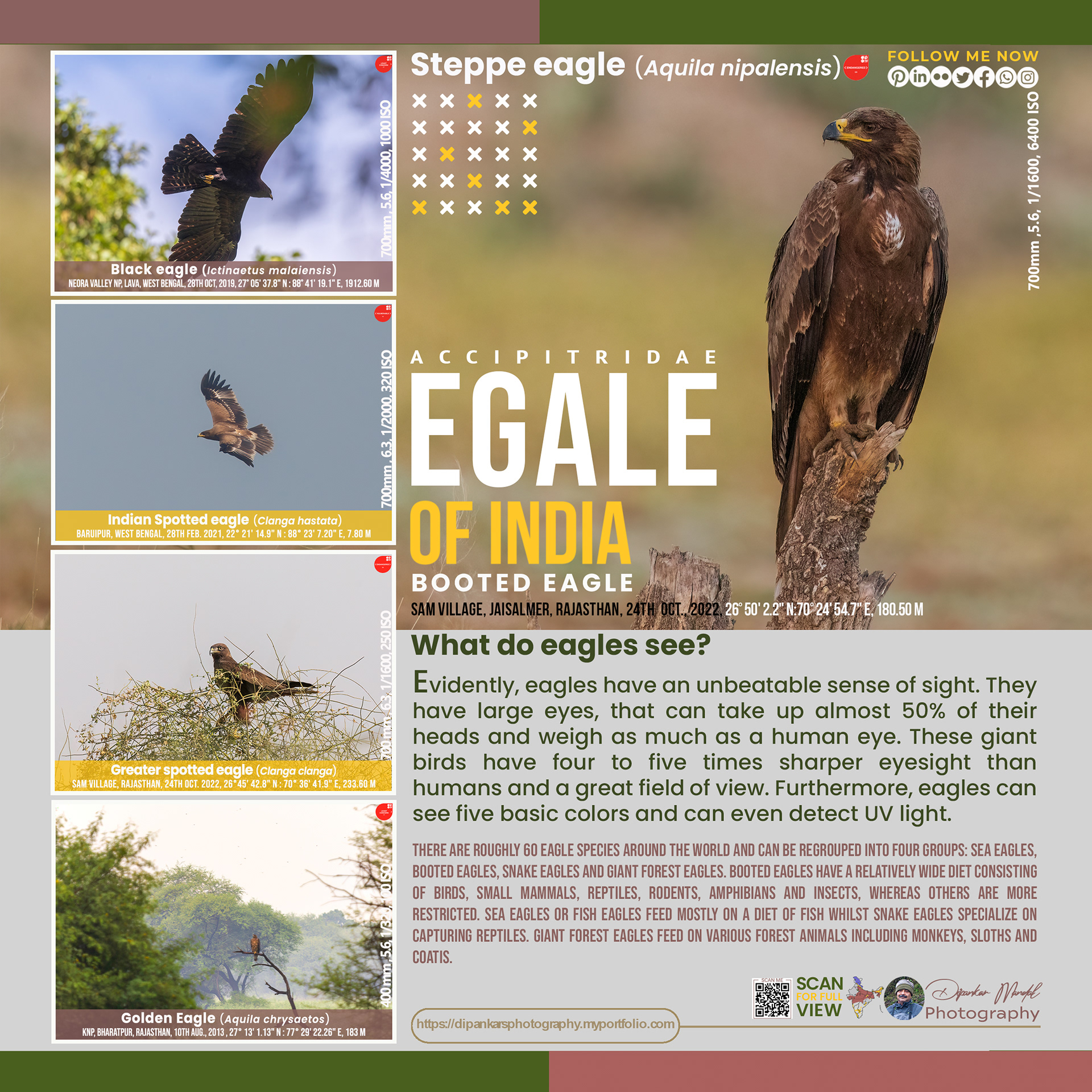 Eagle_01