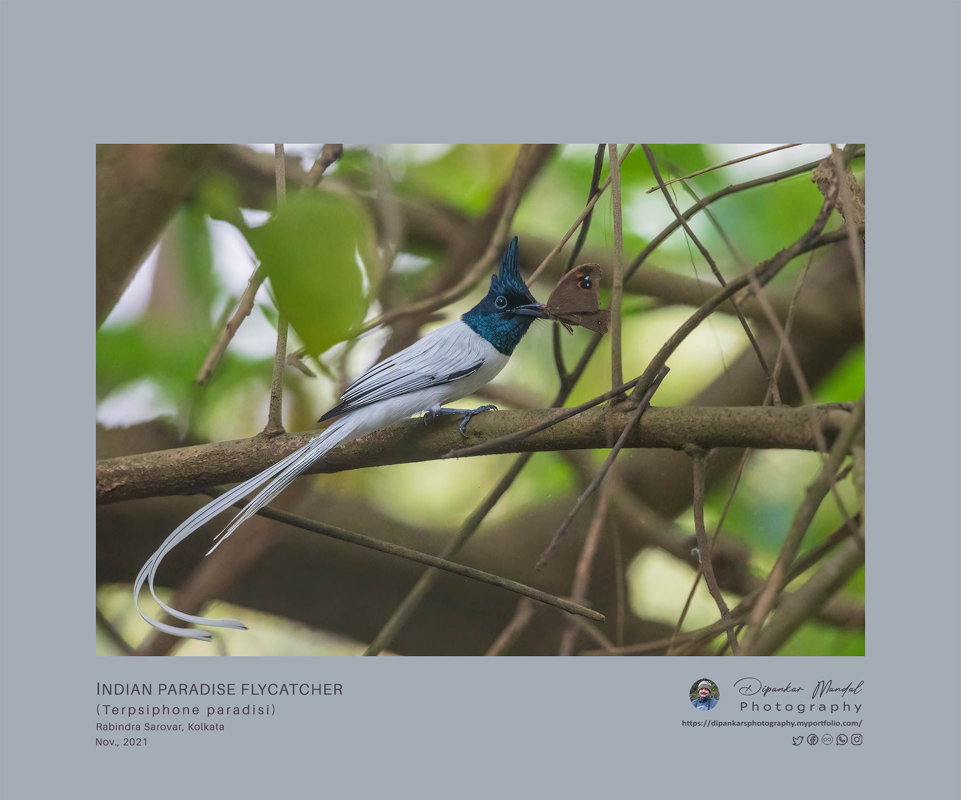 Indian Paradise Flycatcher