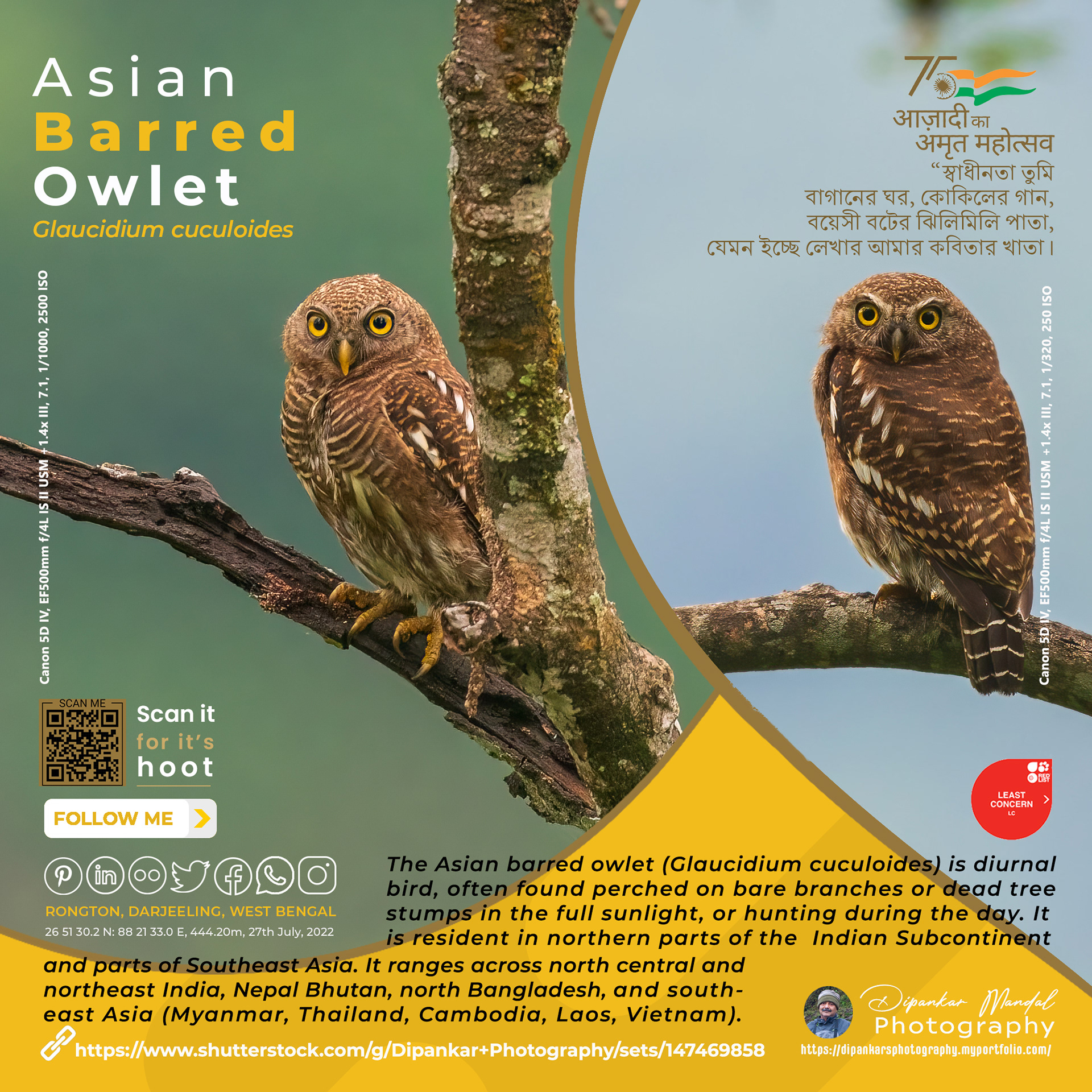 Asian Barred Owlet