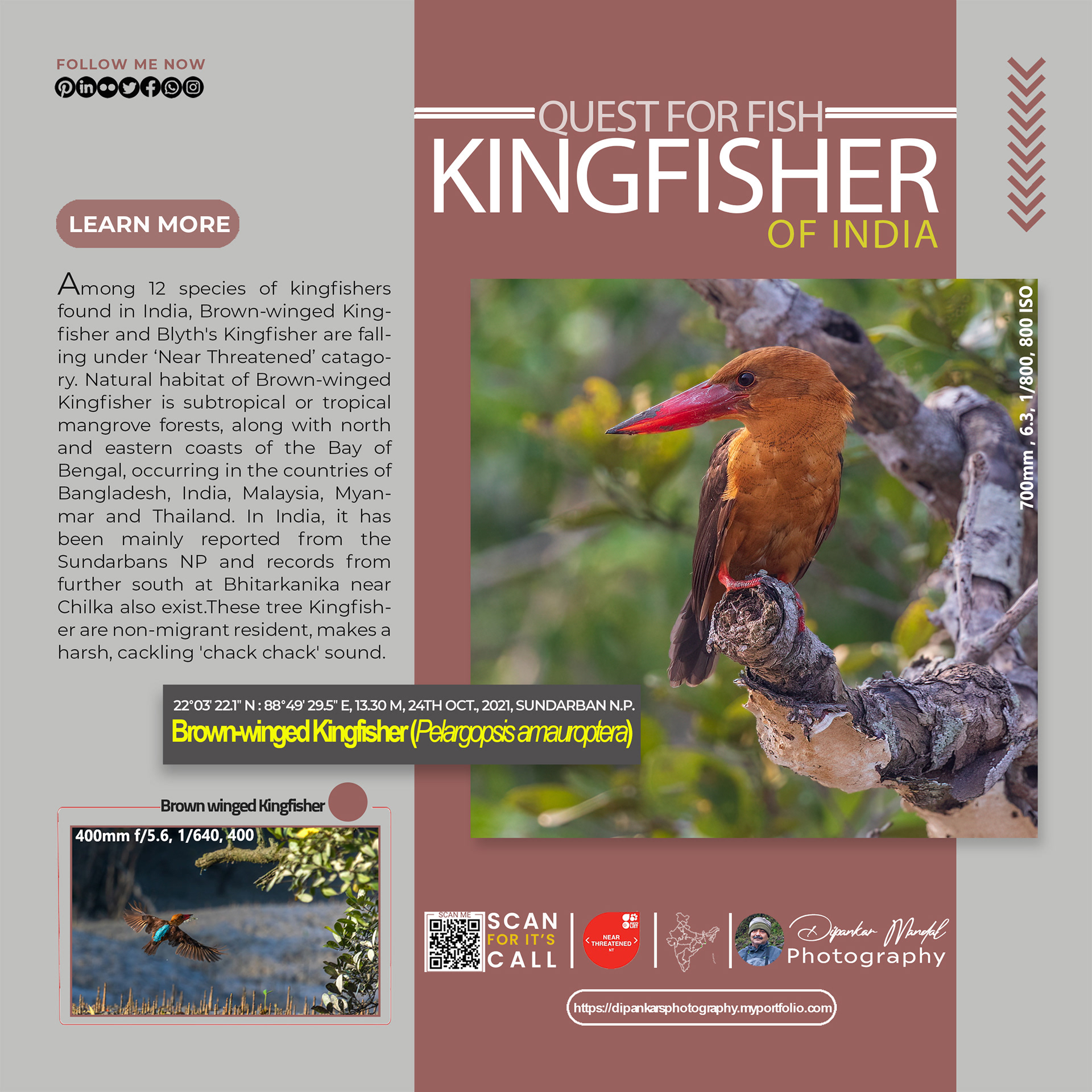 Kingfisher_04