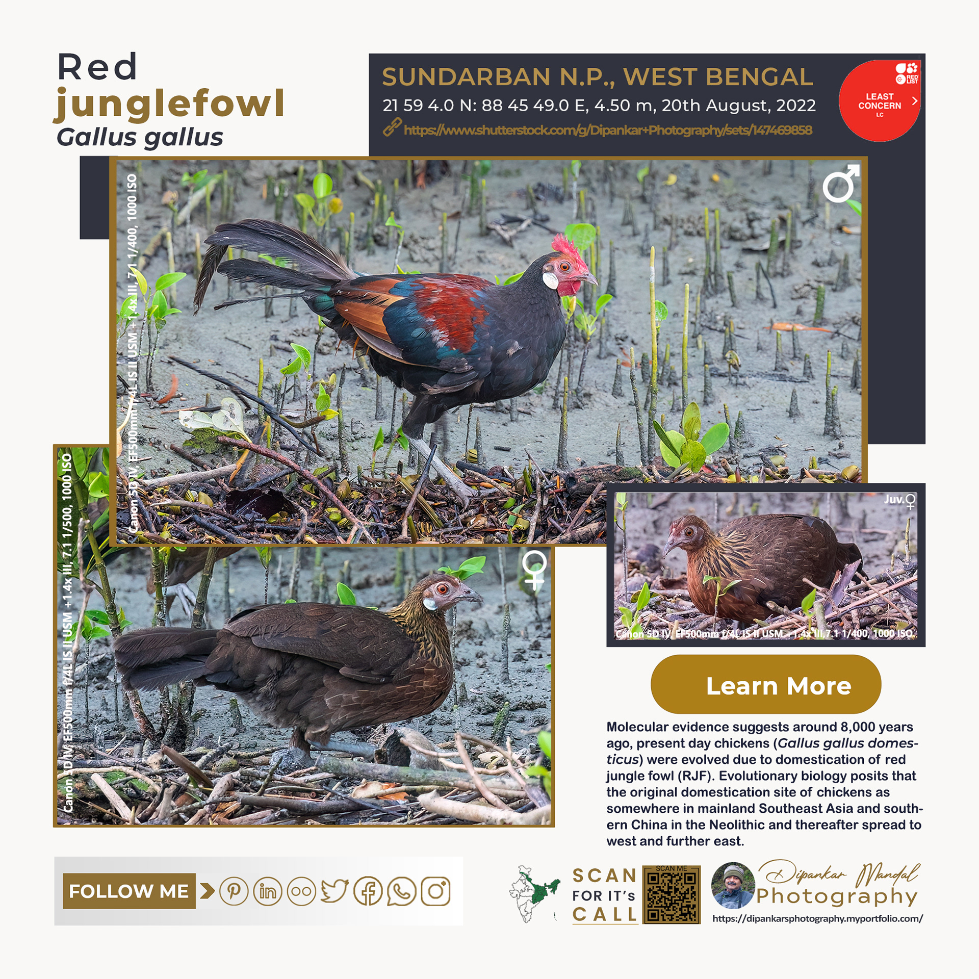 Red Jungle Fowl