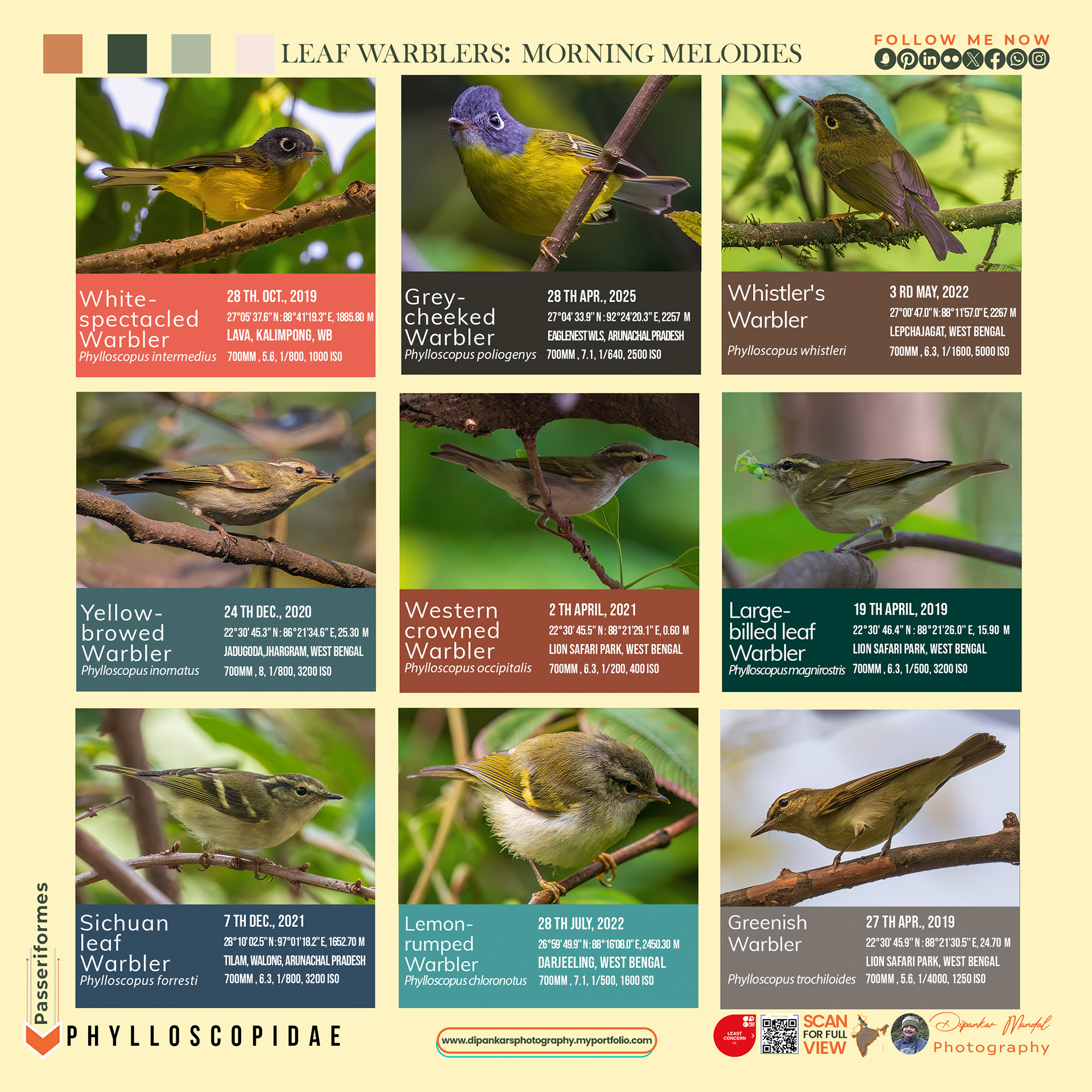 Leaf Warblers#1