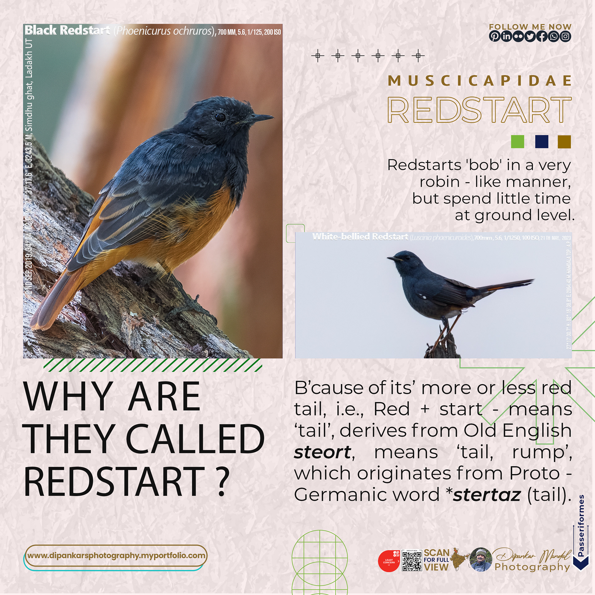 Redstart-01